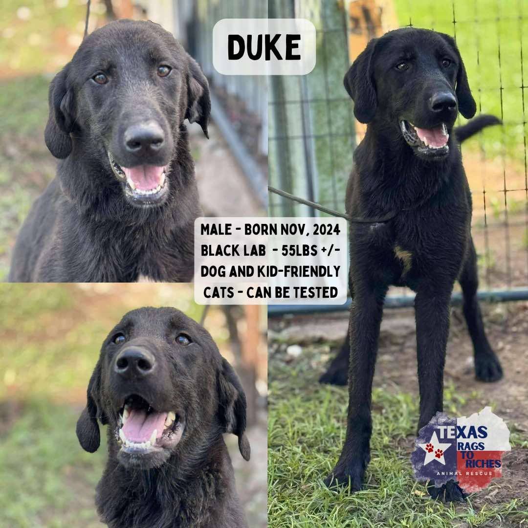 T... - Texas Rags To Riches Rescue - Atlantic Canada Adoptions