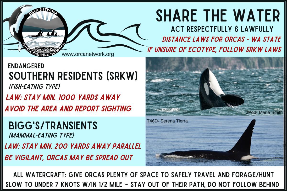 Orca Network - 🩵New post for the orcas spotted earlier... | Facebook
