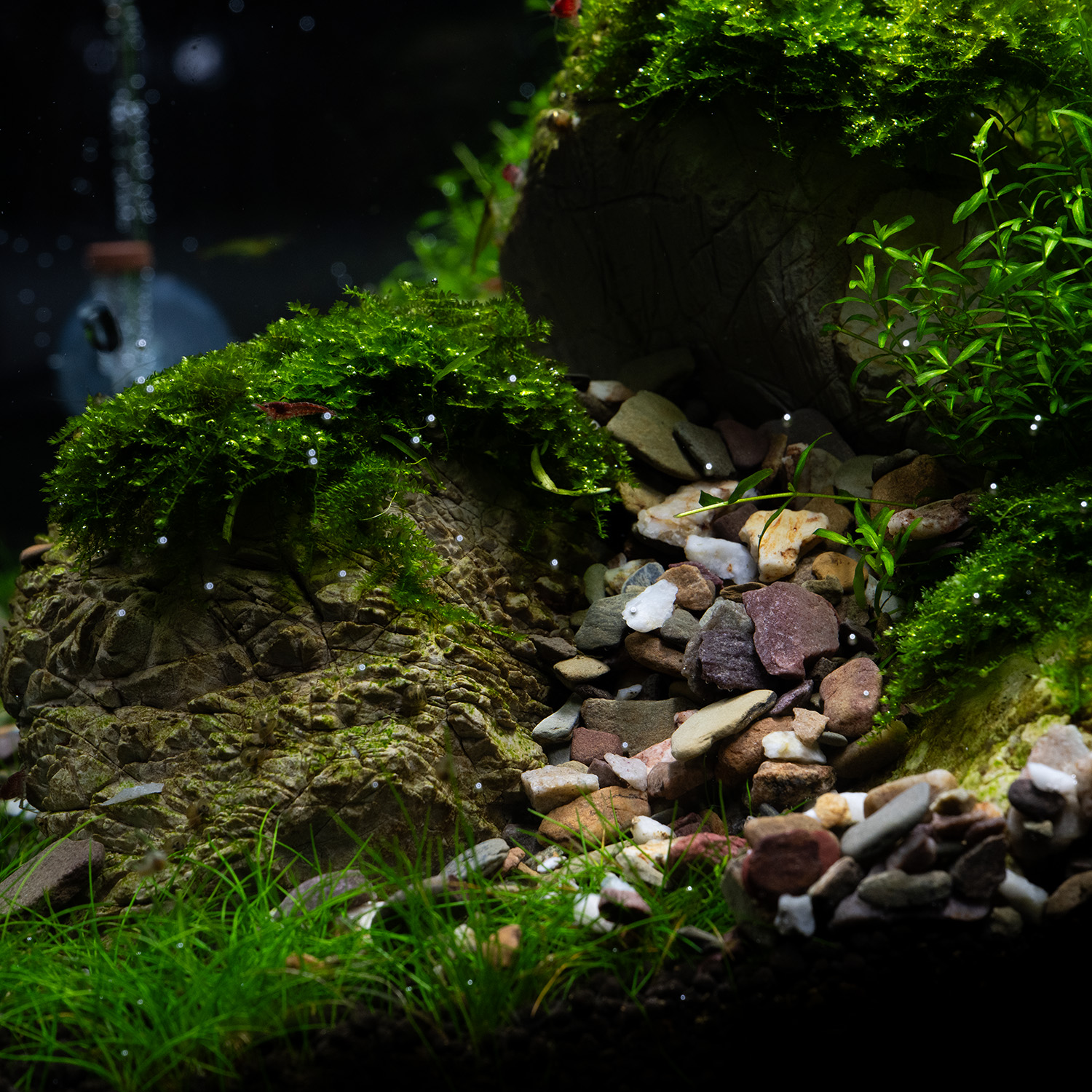 Dennerle - Have you ever created an aquascape with colored gravel ...