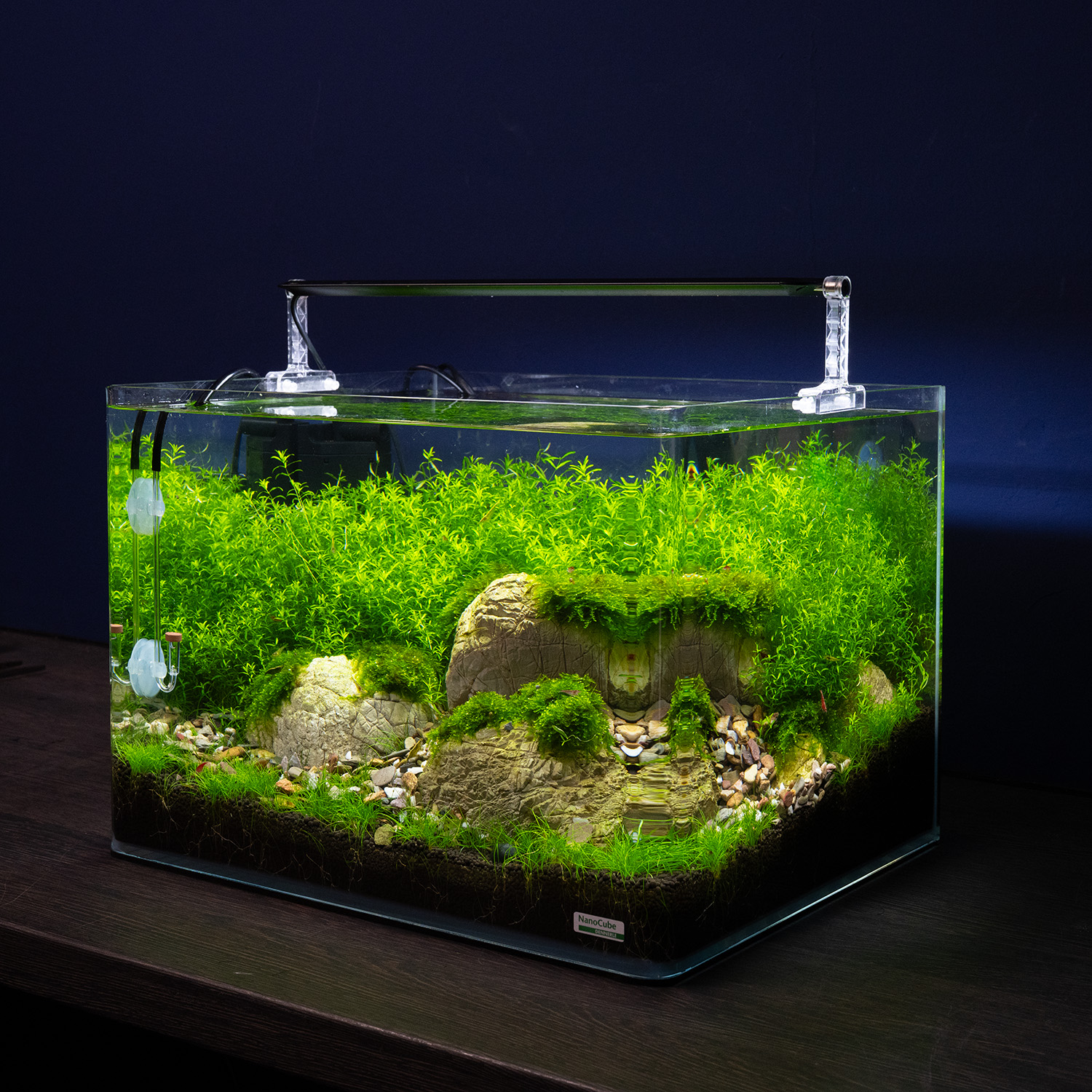 Dennerle - Have you ever created an aquascape with colored gravel ...