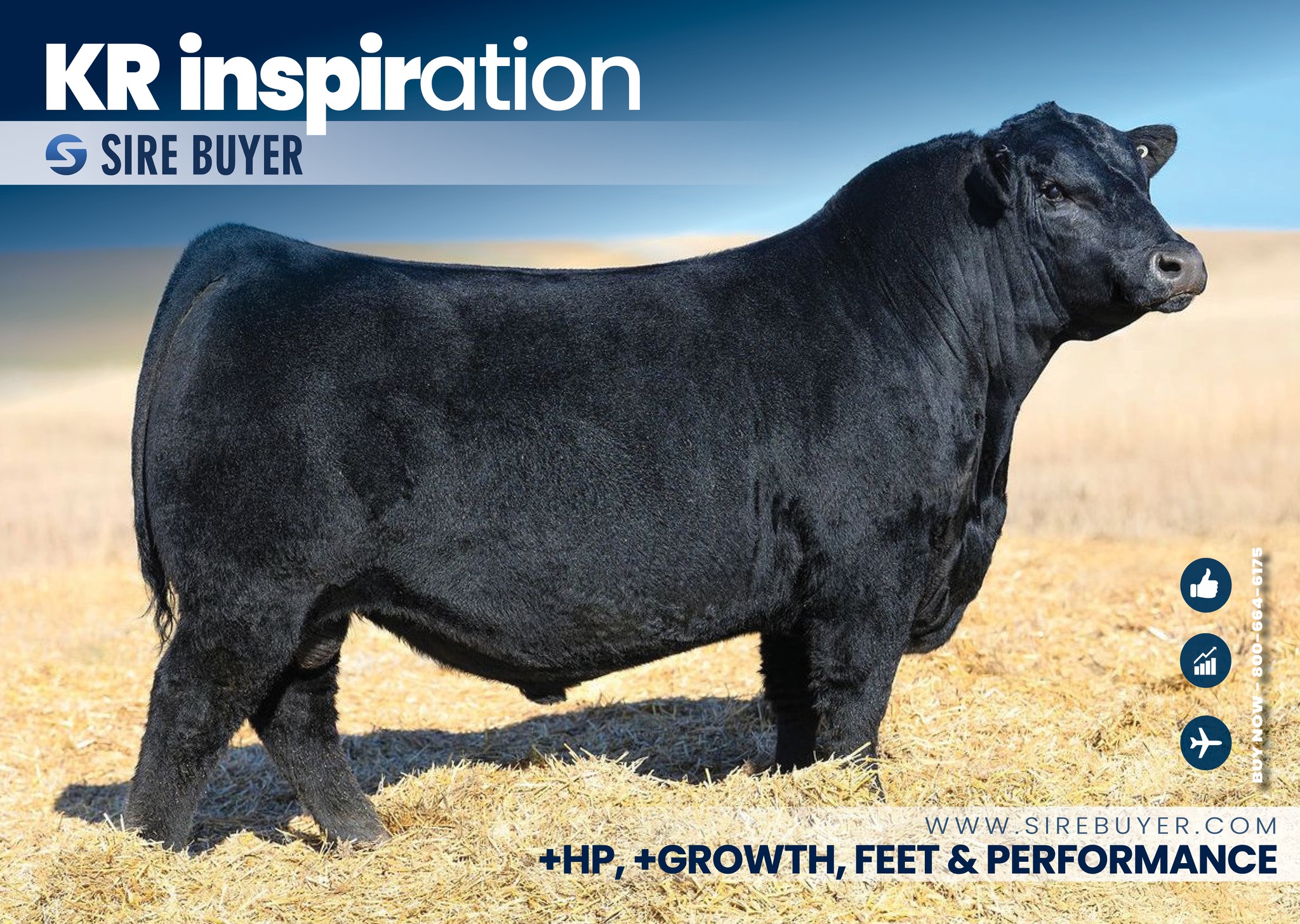 SireBuyer.com - SIREBUYER.COM - Angus Sires Wilks 8'72 - (Semen ...