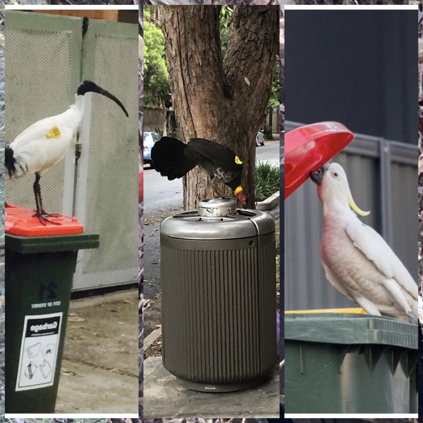 Cockatoo Wingtag - Big City Birds