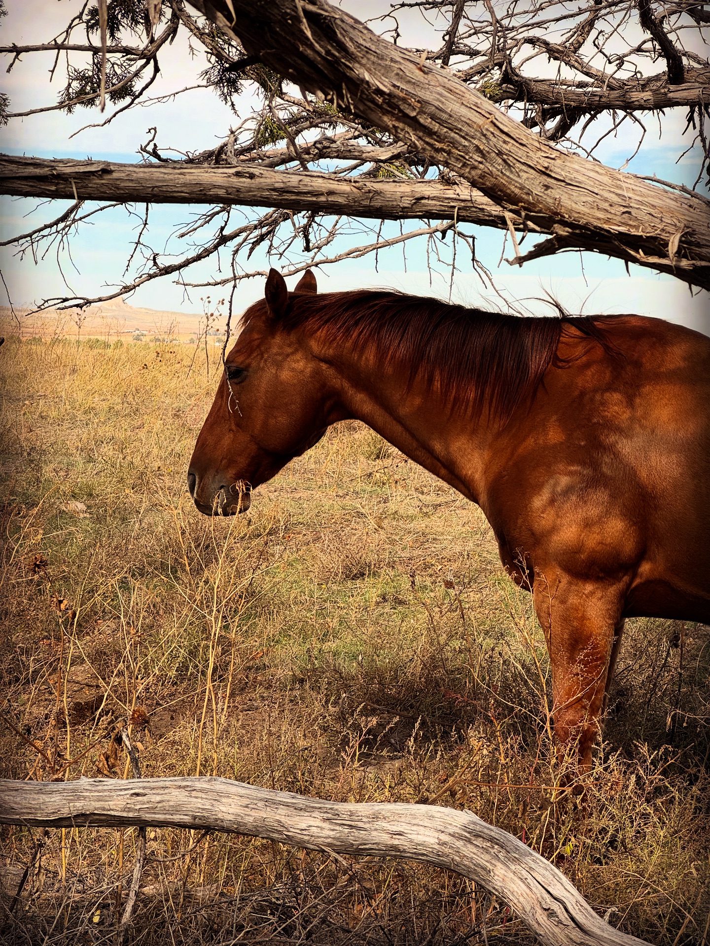 Rocking R Ranch: Red... - Rocking R Ranch: Red Angus and Beef