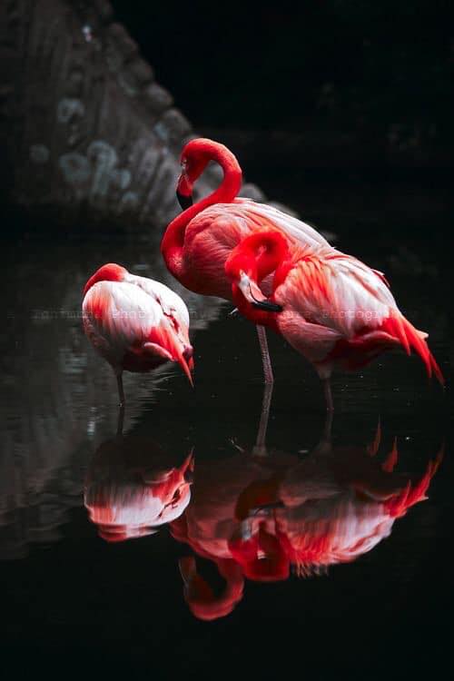 Ruby Flamingo