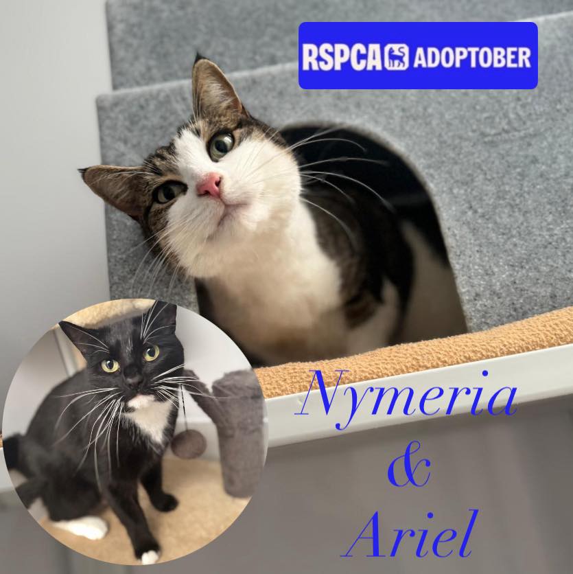 RSPCA - Meet Nymeria & Ariel this #adoptober ⭐️ Age 8 years old 🏡 Must ...