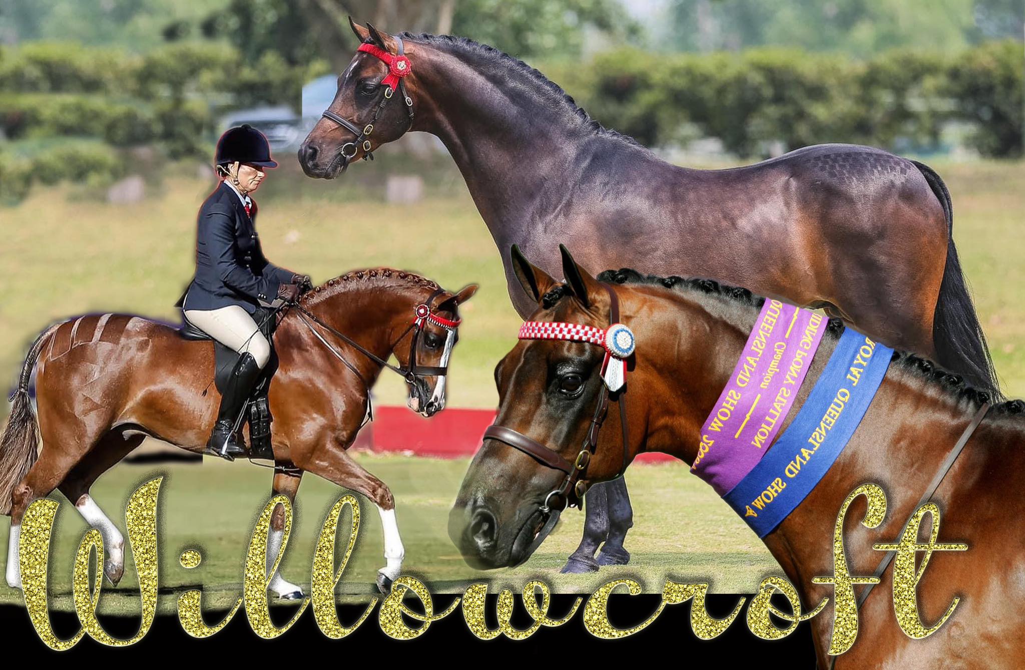 RIVINGTON STUD - Congratulaions to Ella Manning owner of Rivington ...