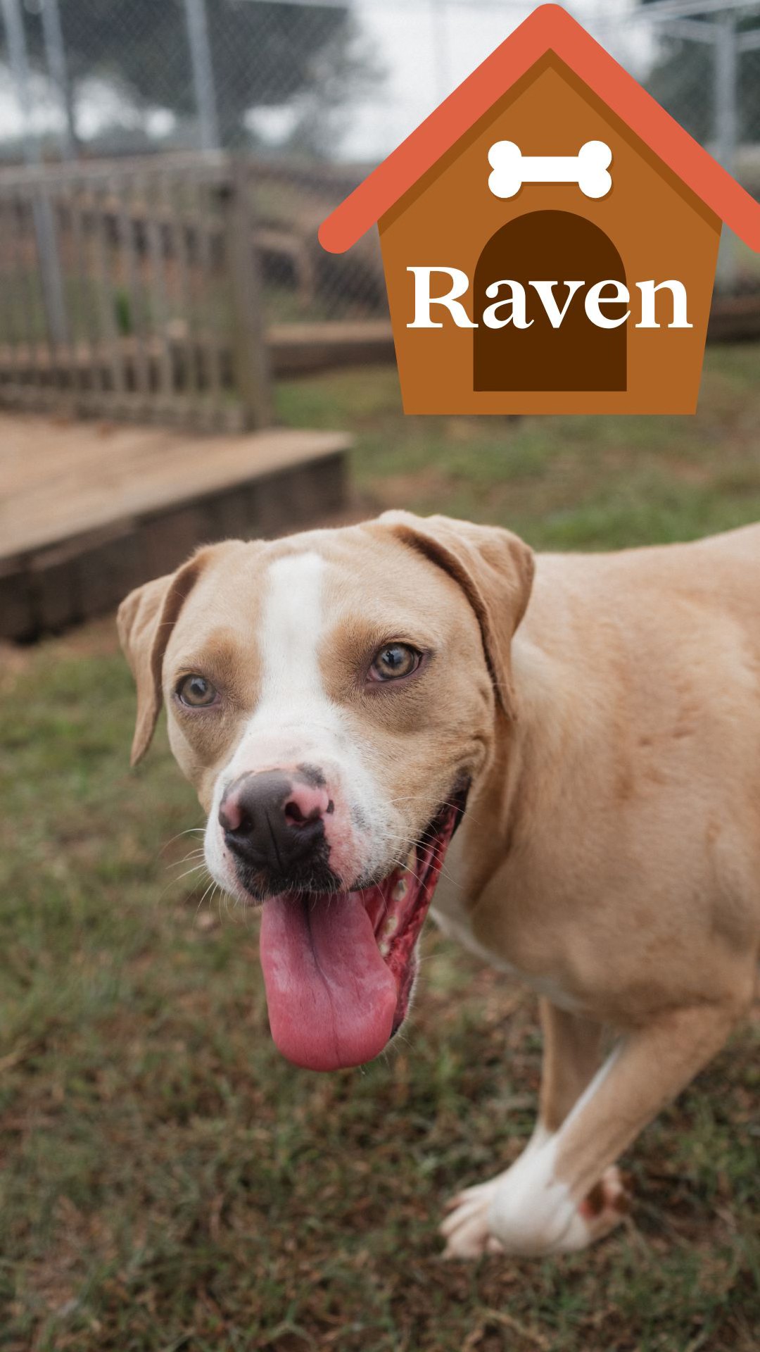 PALS - Raven is an almost one year old female Lab mix, who has just the ...