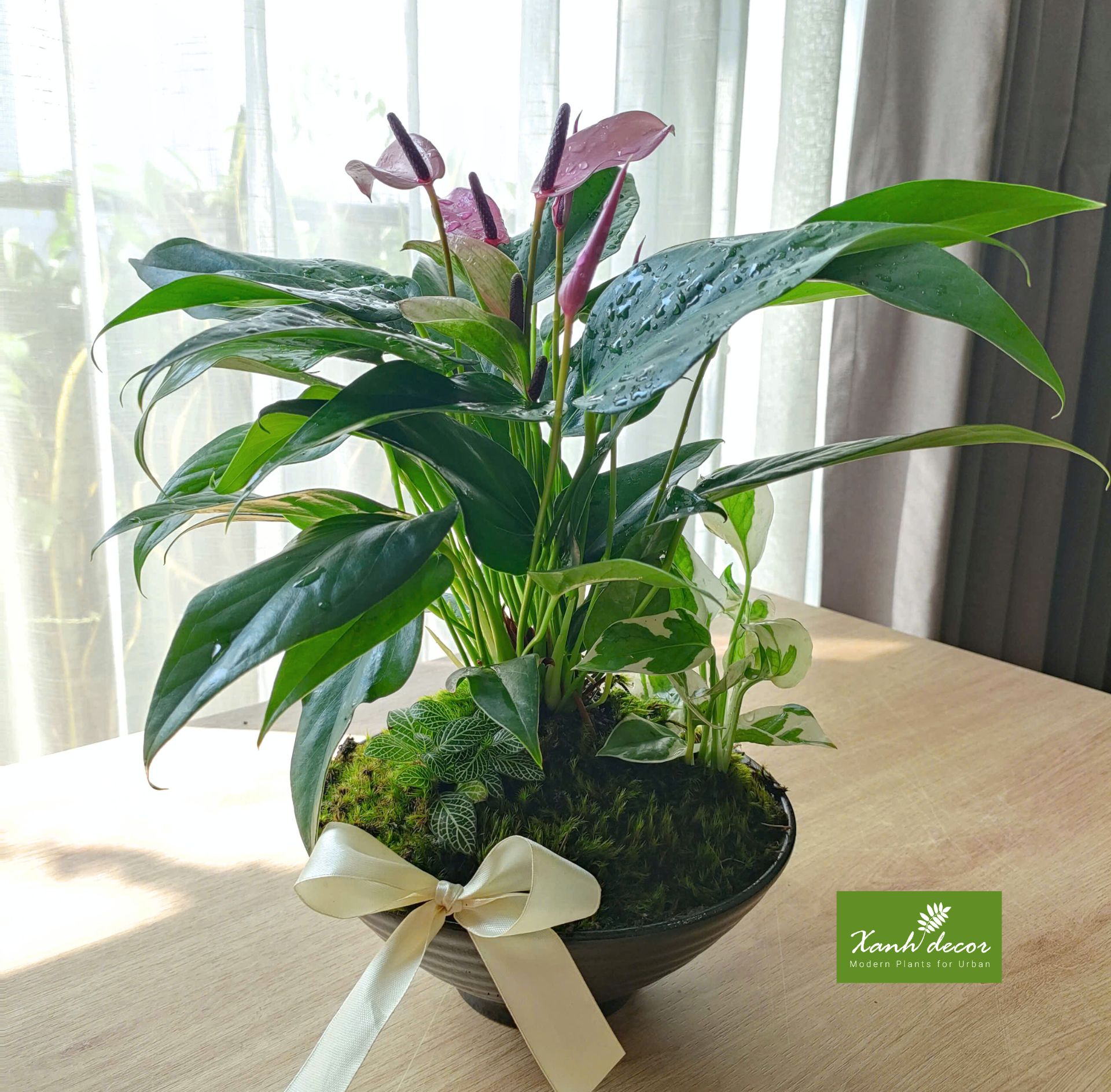 Tiệm cây xanh - Xanh Decor... - Tiệm cây xanh - Xanh Decor