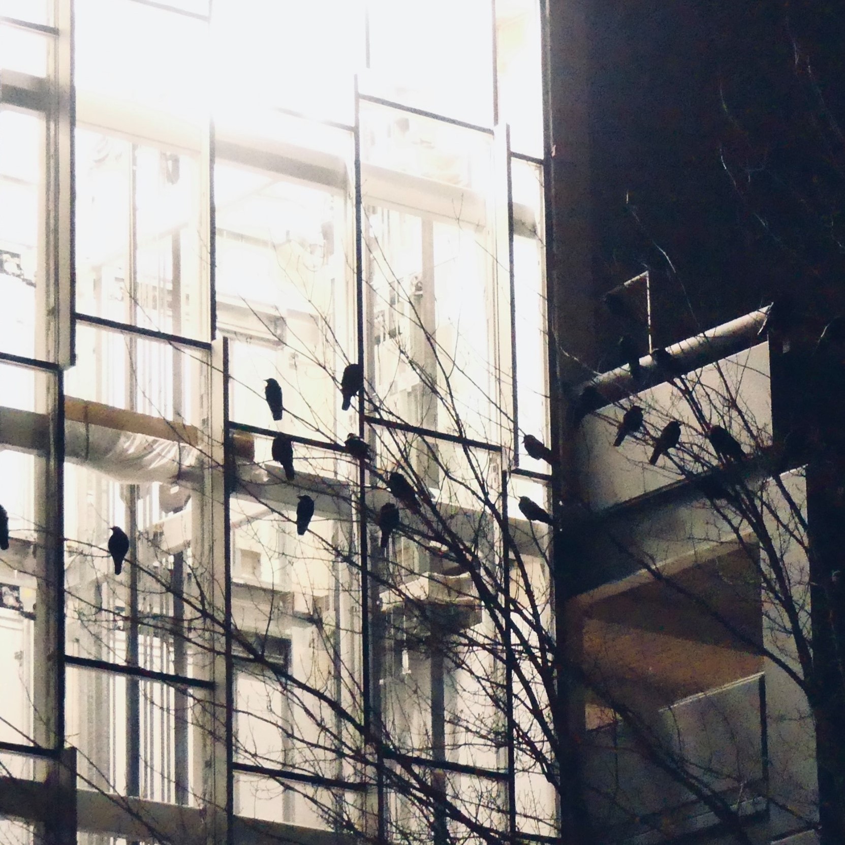 Pre-rost from December 25, 2019 | This is over 10,000 American Crows ...