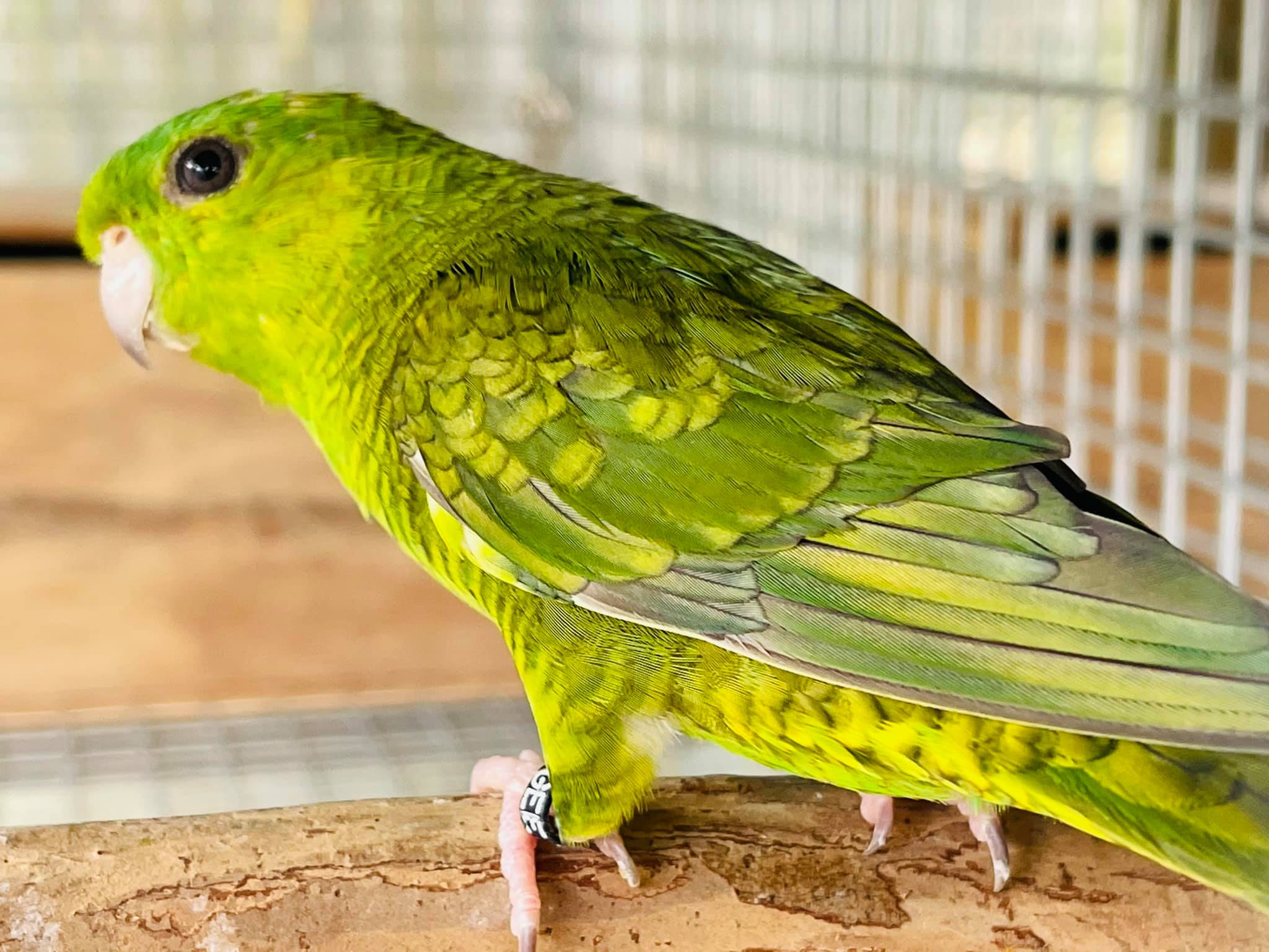 LINNIE LAND - Lineolated Parrots & their mutations AU