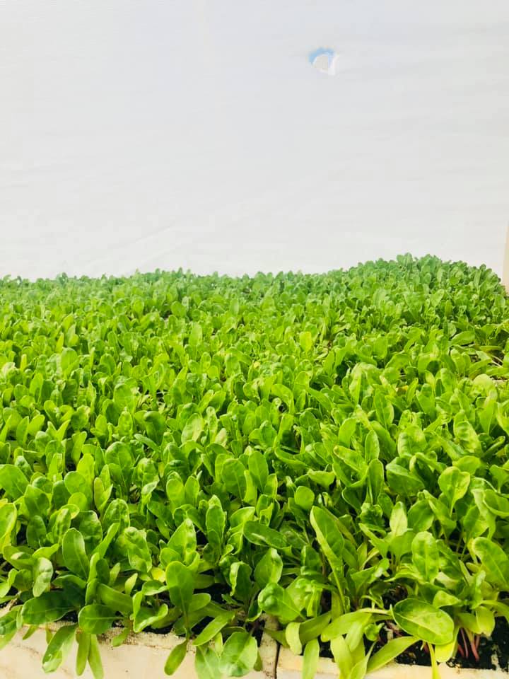 Benlite Seedlings | Harare African Township