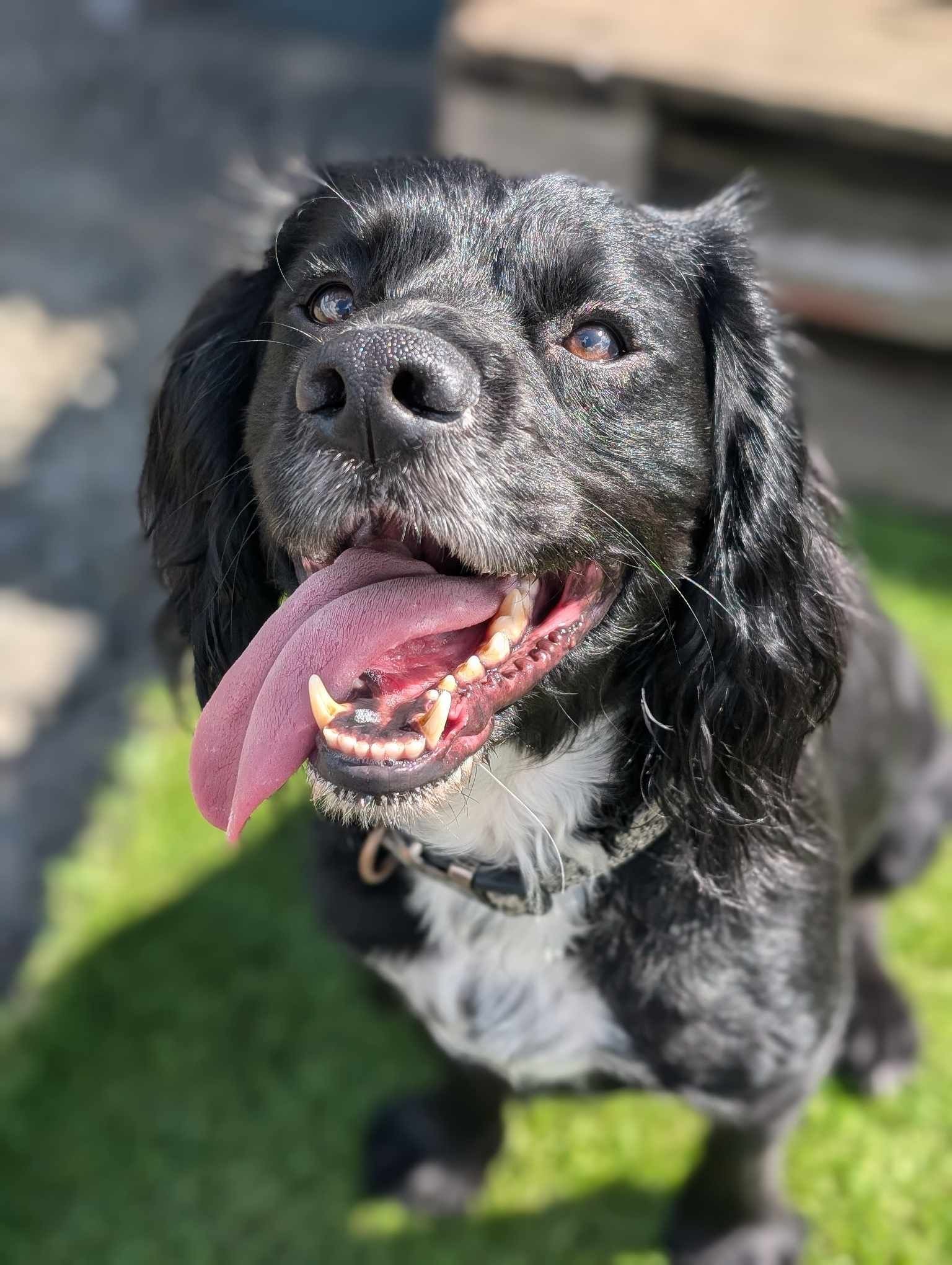 Northern... - Northern English Springer Spaniel Rescue