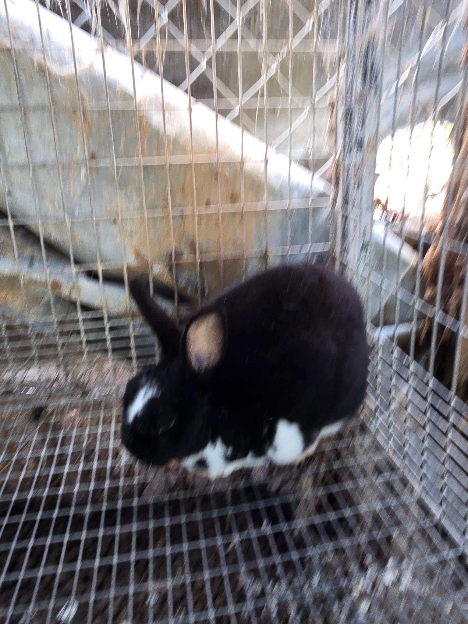Hoppy & Healthy Rabbitry | Toccoa GA