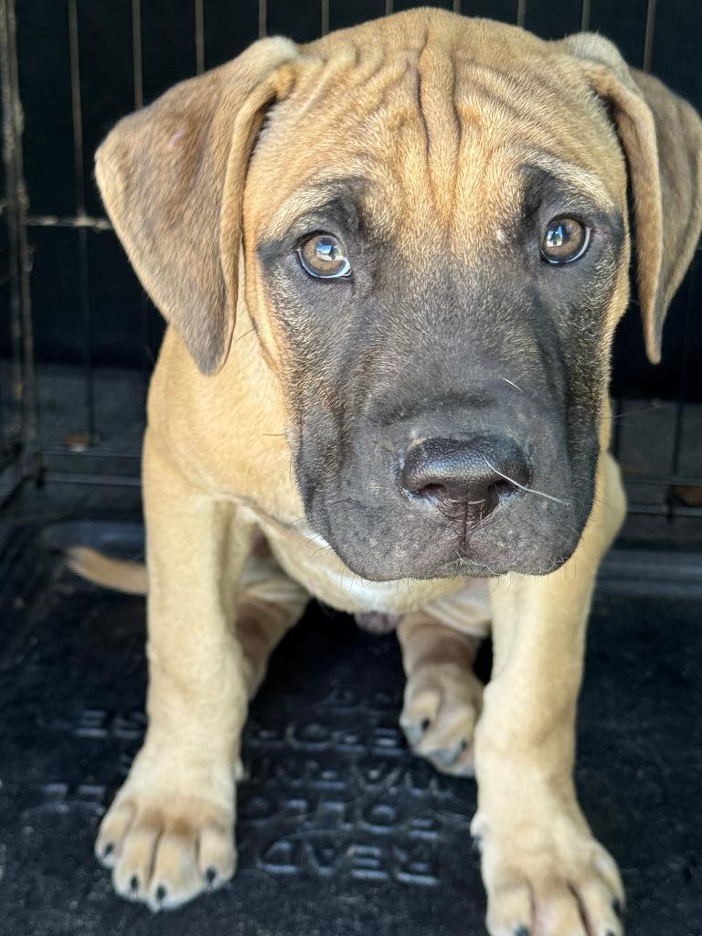 Humane - **ADOPTED** Meet Ripley!! Male 5 months Boxer/Mountain Cur 19 ...