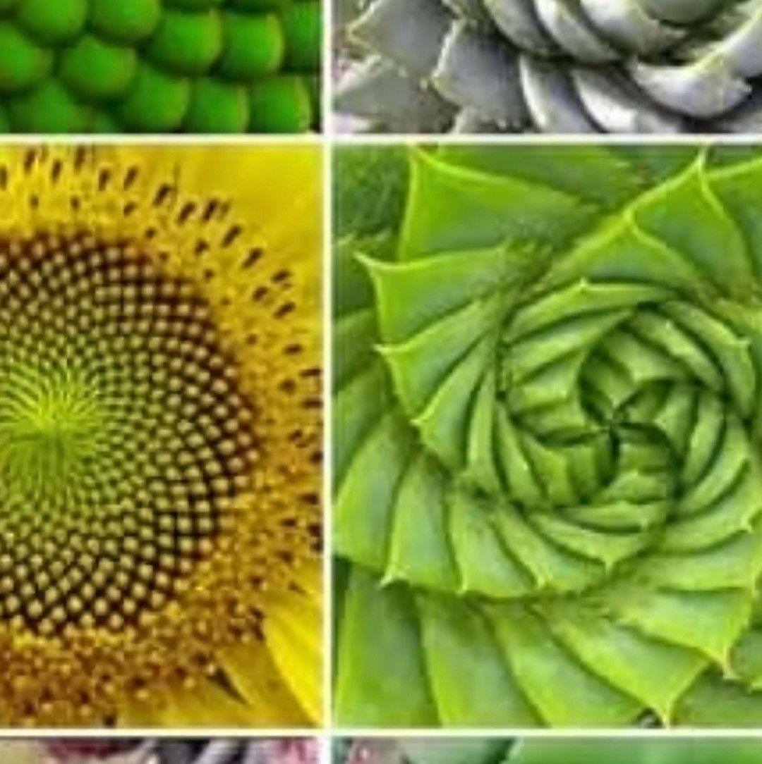 The 