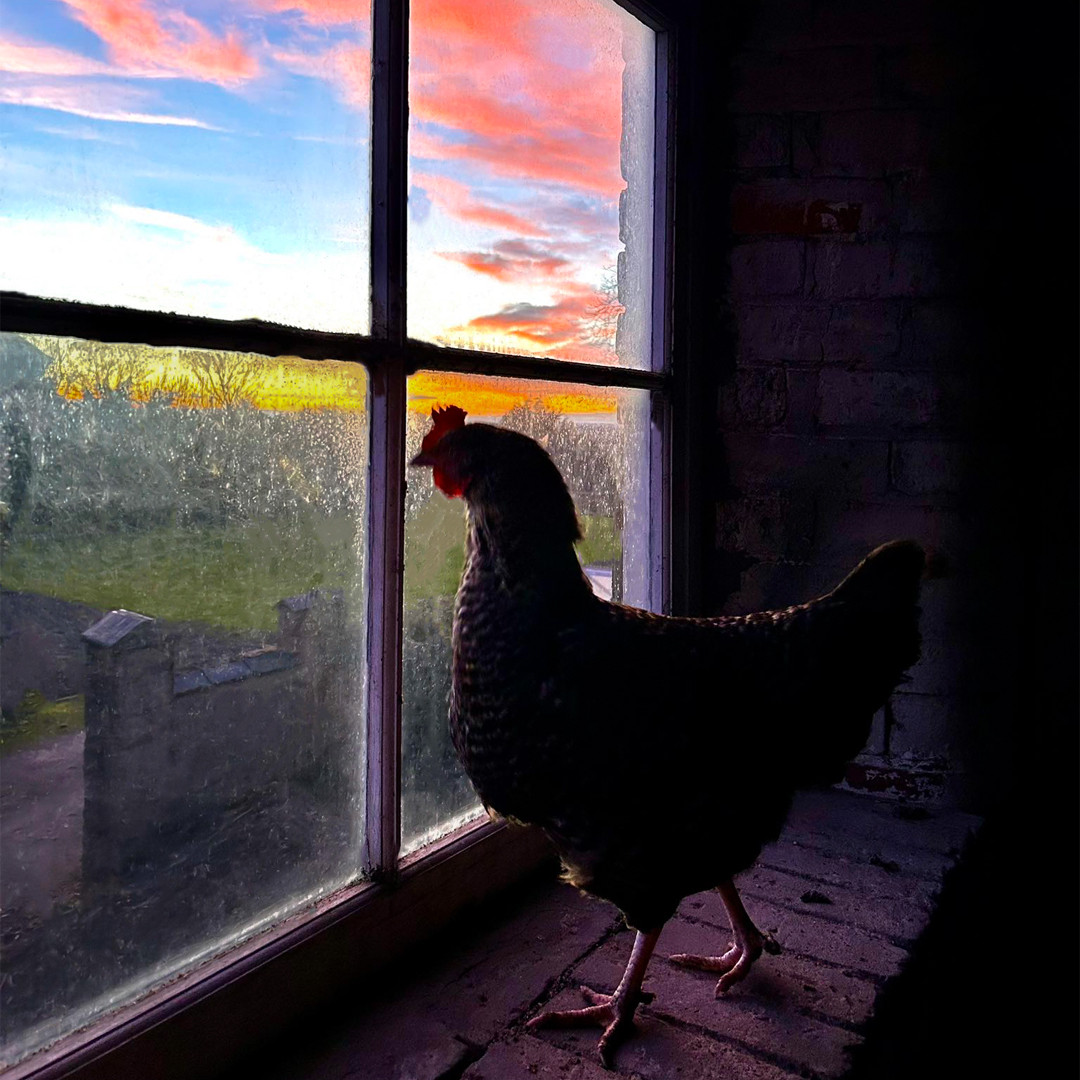 British - Got a favourite snap of your hen living her best life? We'd ...
