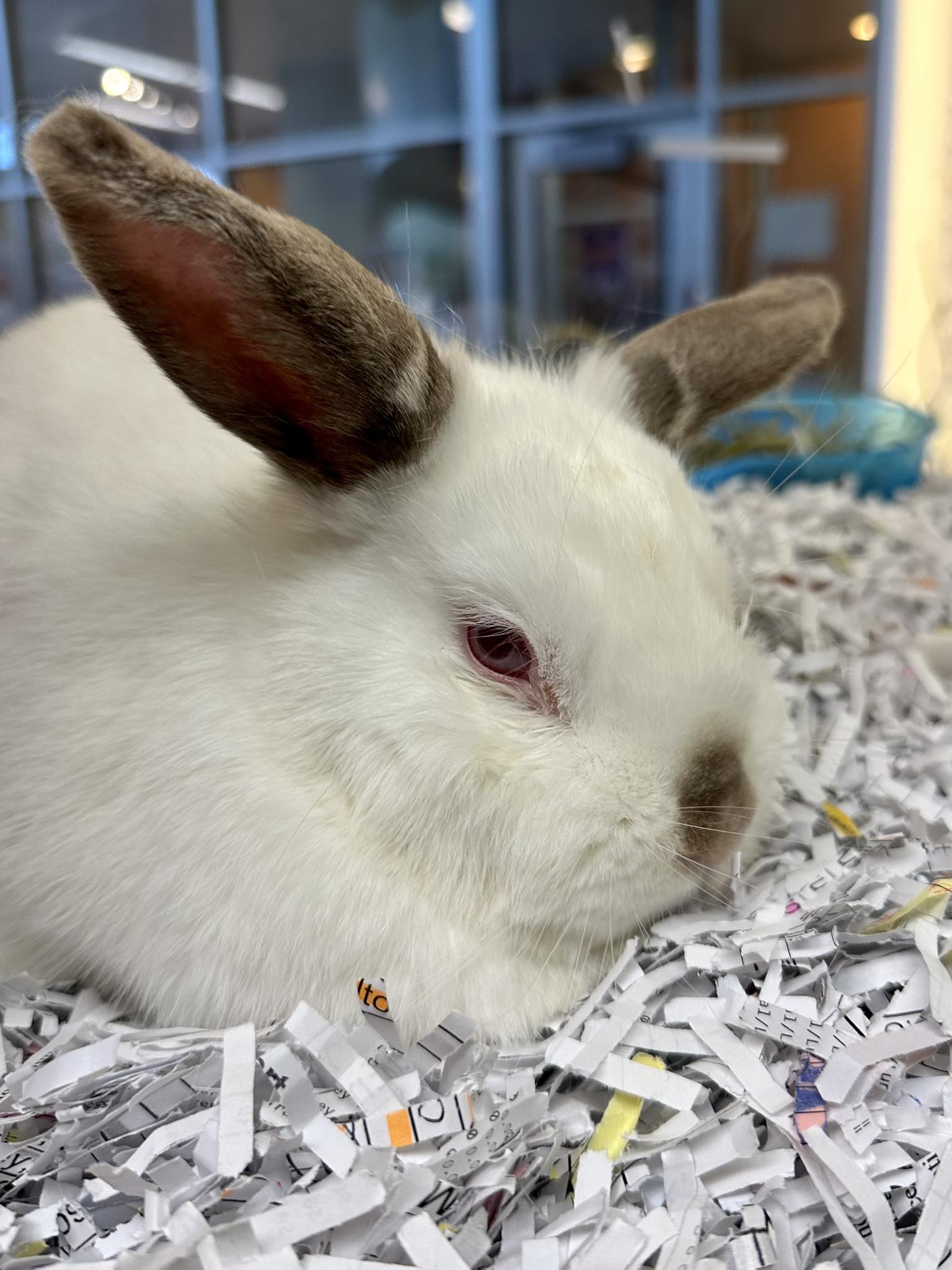Kansas Humane Society - NEW RABBIT 🐇 Meet Albiness, a 1-year-old male ...