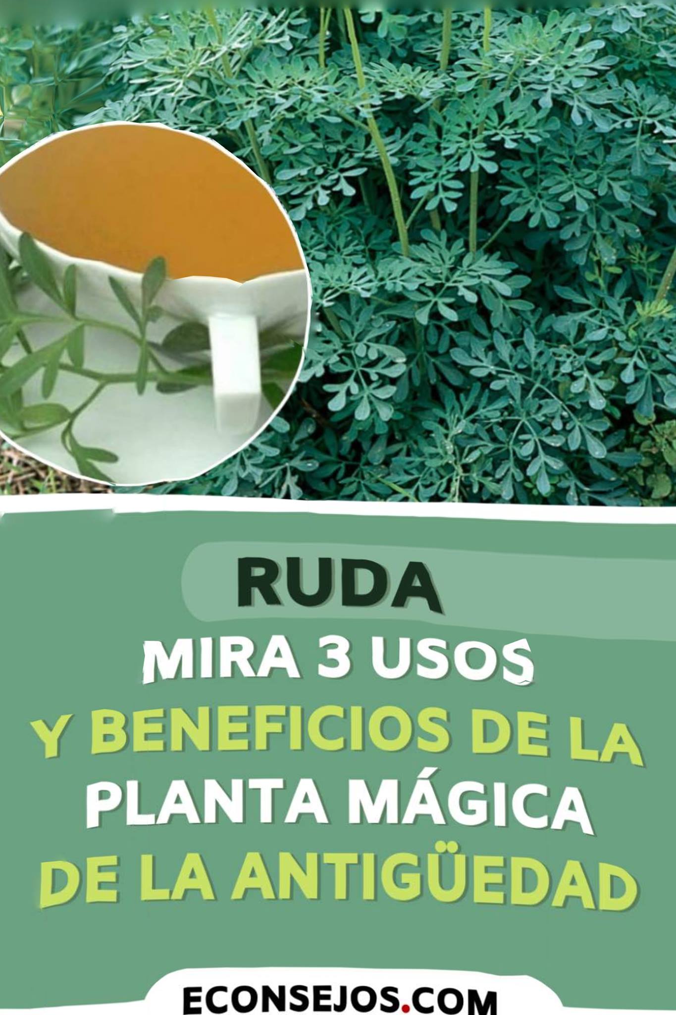 Mundo Remedios - Ruda beneficios y propiedades increíbles