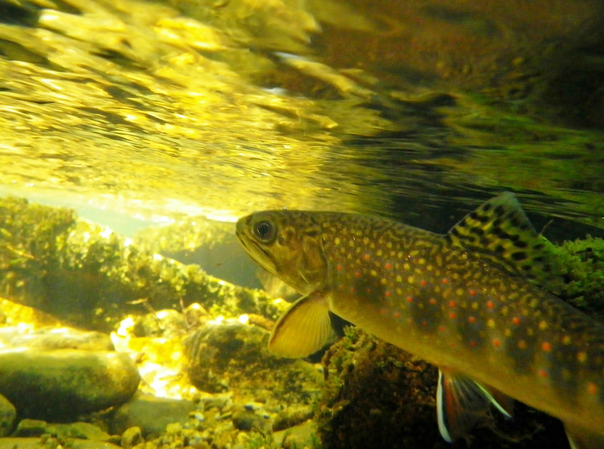 Native Fish Coalition Pennsylvania Chapter | Pownal ME