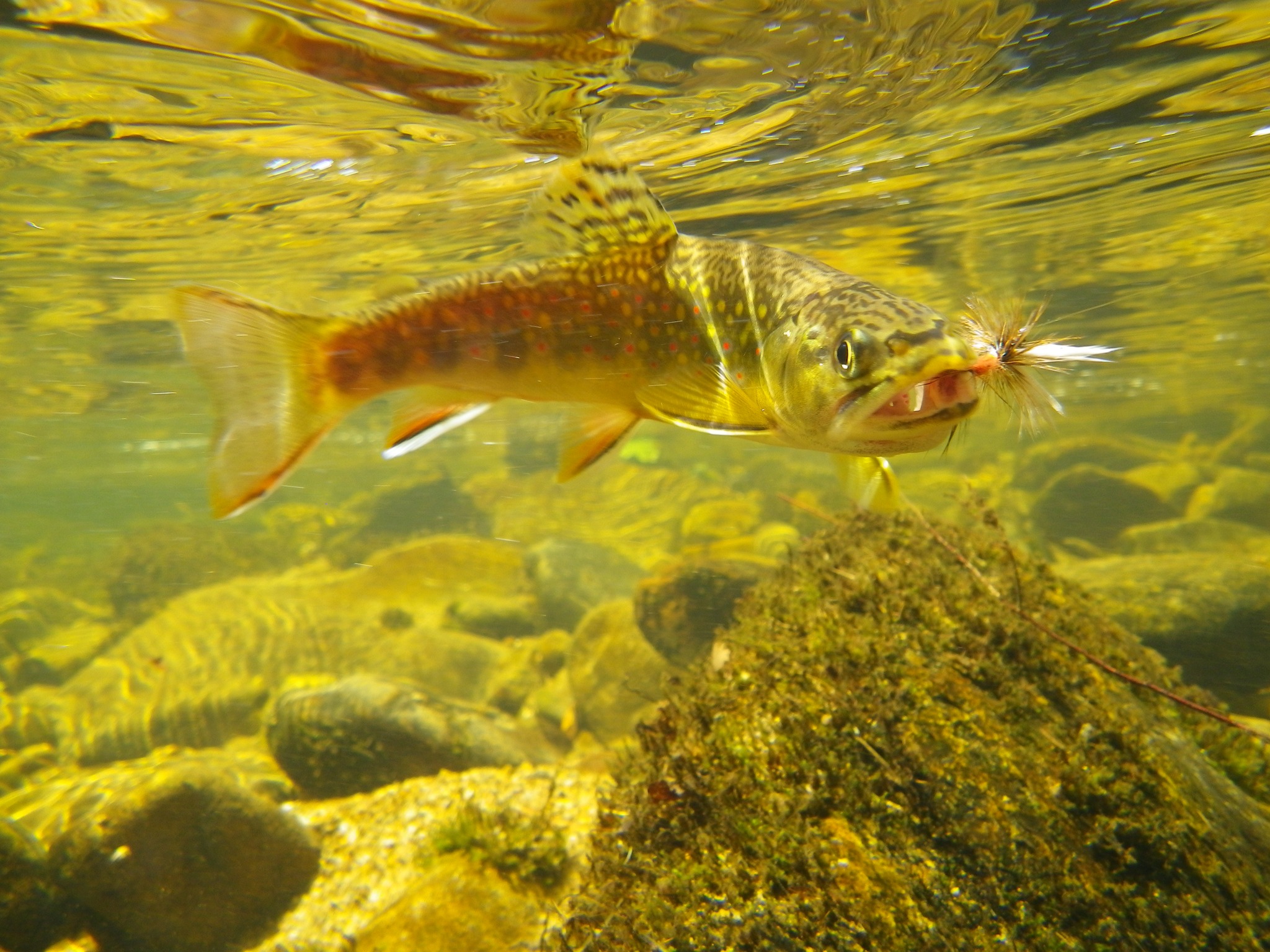 Native Fish Coalition Pennsylvania Chapter | Pownal ME