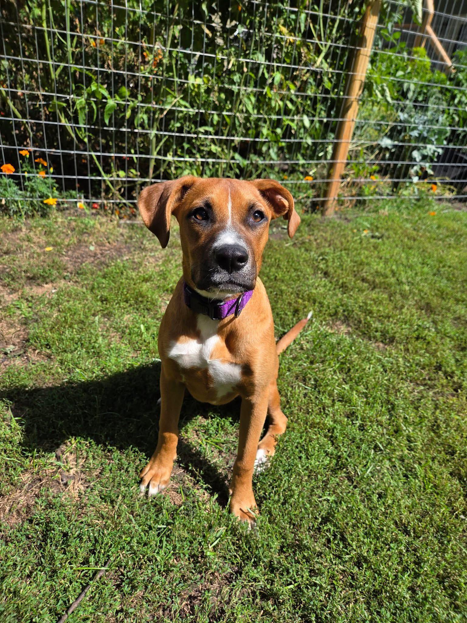 Meet Lottie She is a 5 month old Boxer mix of sweetness and  
