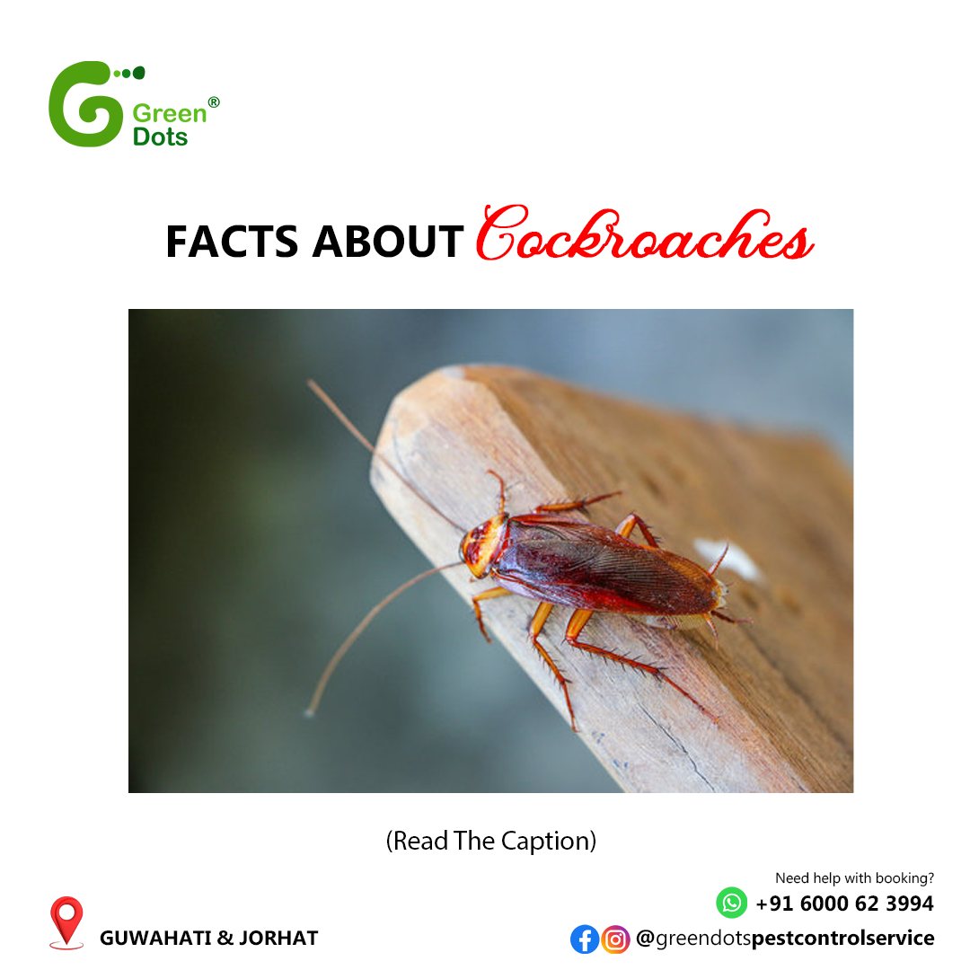 GreenDots - Here are 10 interesting facts about cockroaches: Ancient ...