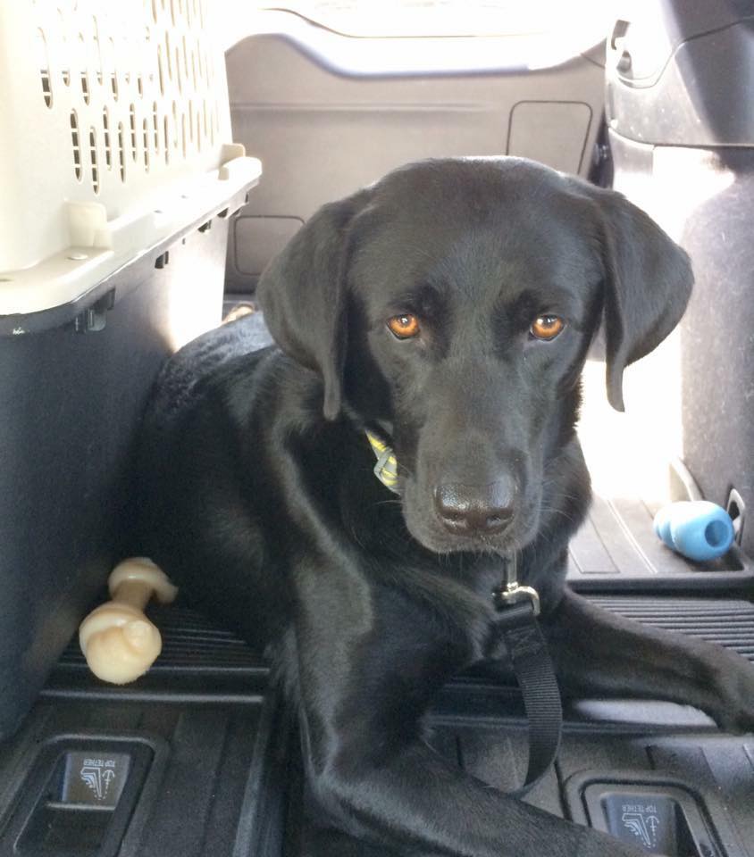 Peak Lab Rescue - It's Time For Peak Lab Rescue's New... | Facebook
