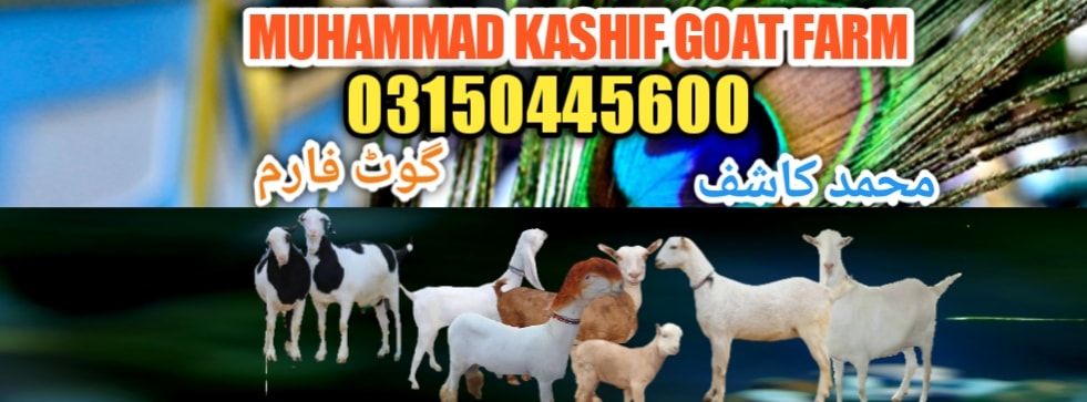کاشف گوٹ فارم | Facebook