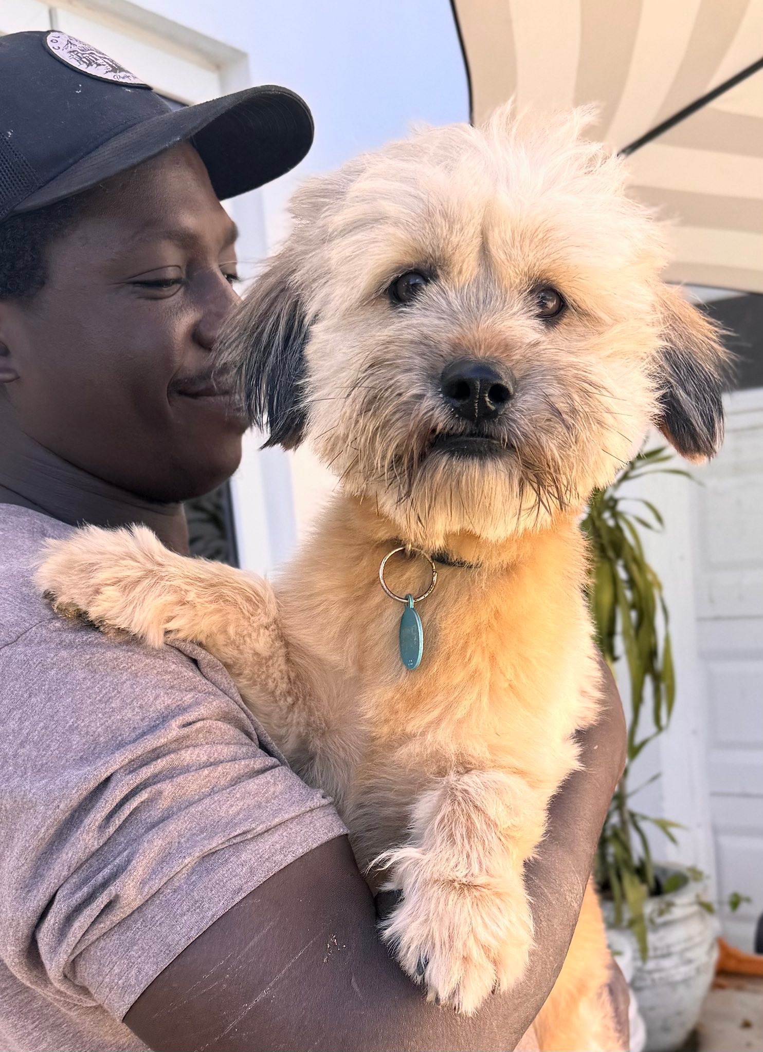 The Voiceless Dogs... - The Voiceless Dogs of Nassau, Bahamas