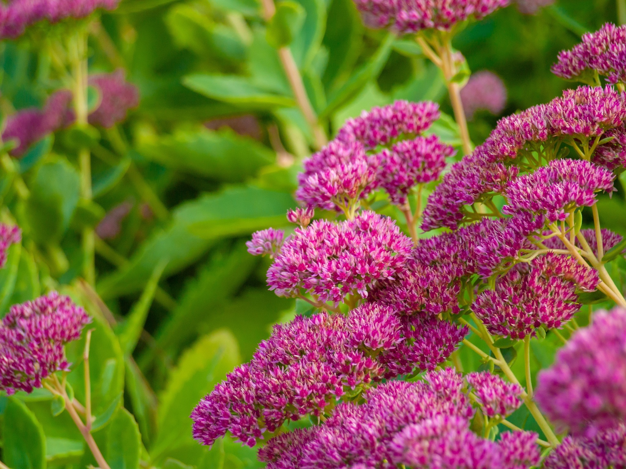 Canny Wild Gardens: Connect, Plant, and Protect