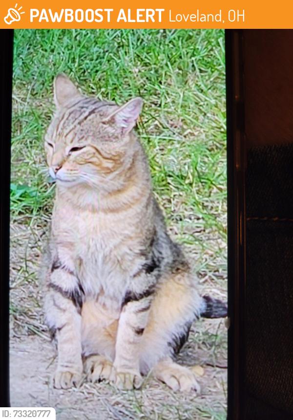 Found tabby male cat in Loveland, OH on June 1, 2026