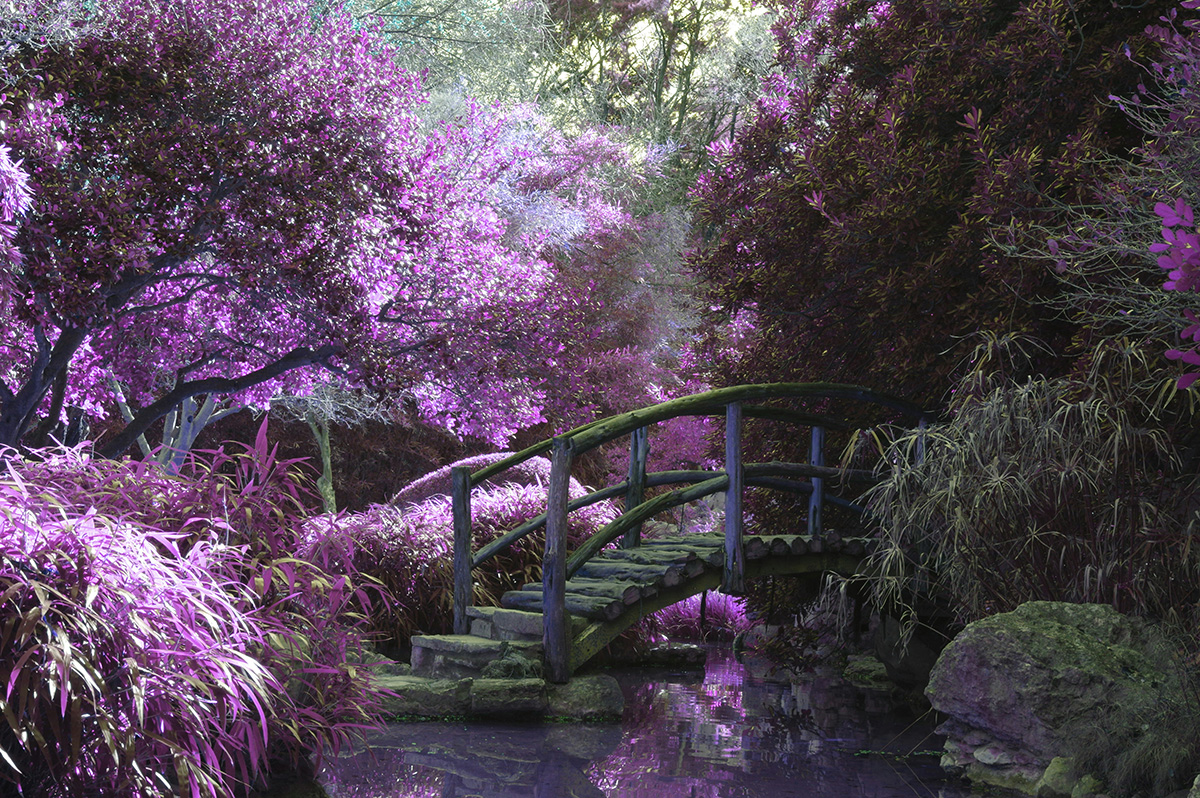 Bob Loft the Tree Trimmer | Thousand Oaks CA