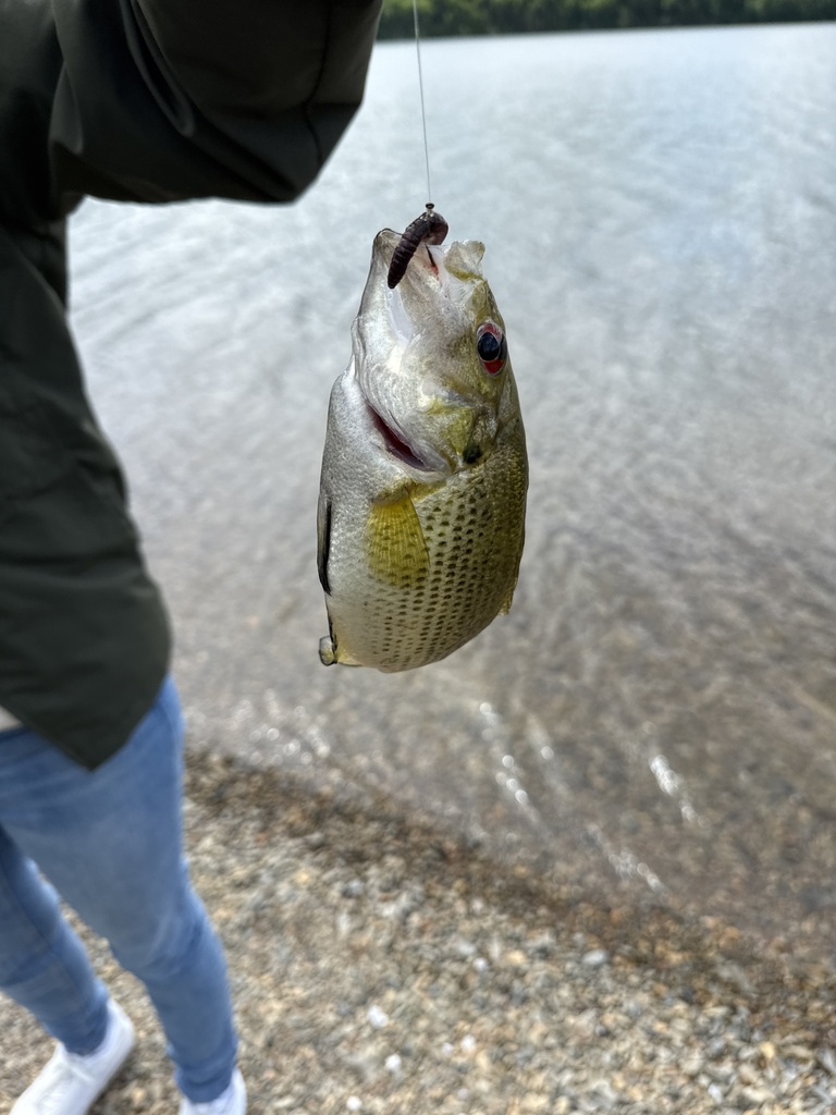 garmin gps fish finders STRIKER Vivid 7sv with GT52HW TM Transducer Abu Garcia MaxZ 40 A built Color:Golden Shiner (Copperstate Exclusive) strikeking