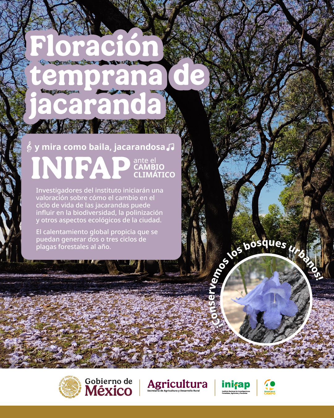 INIFAP - 🌸🌳 Las jacarandas, uno de los árboles más... | Facebook