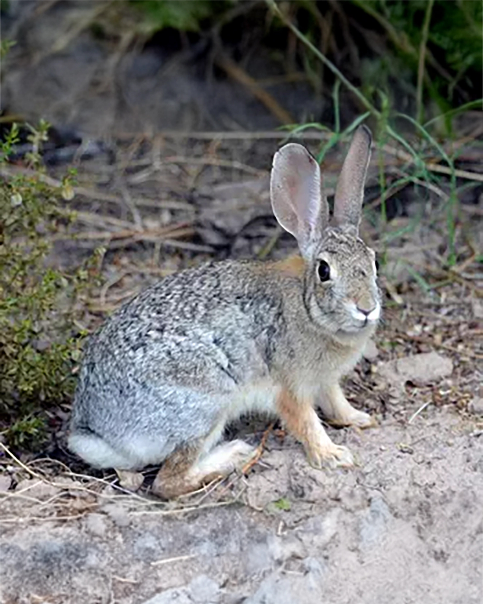 Death - brb, hiding eggs Just kidding. However, desert cottontails ARE ...