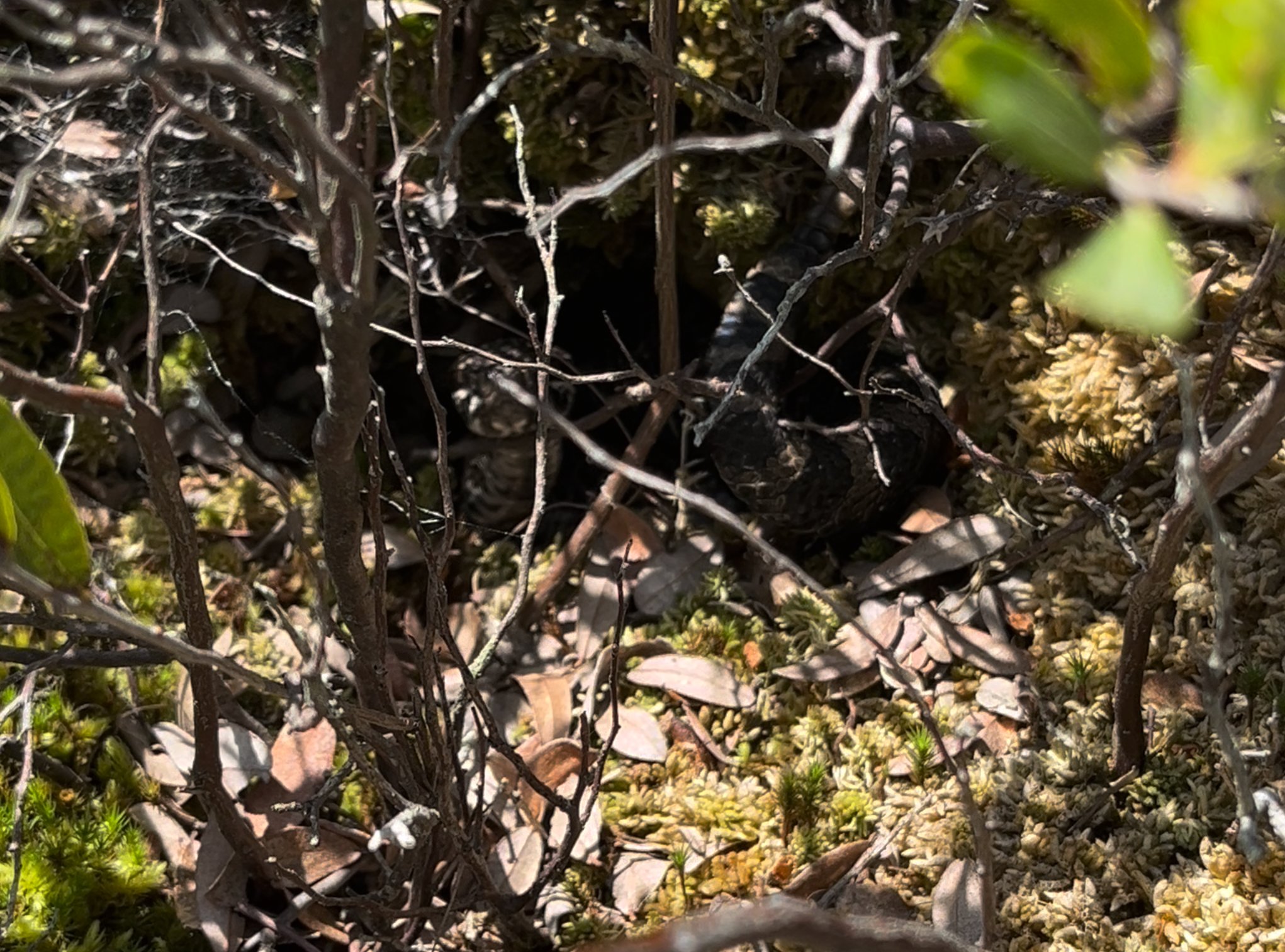 SEEDS - Can you spot the Eastern Massasauga Rattlesnake? While out ...