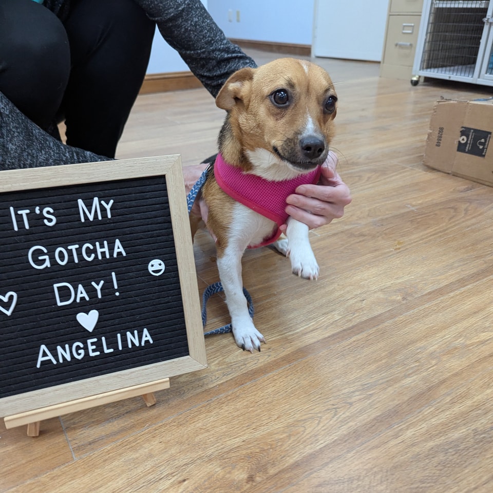 Humane - Angelina recently found herself in a new home. She has some ...