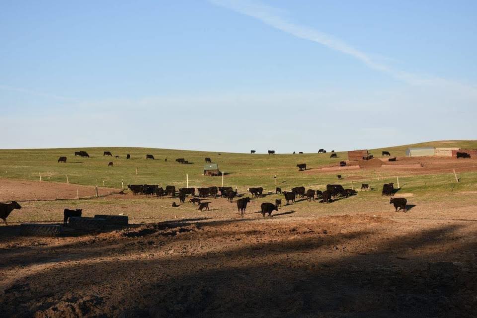 Classic Angus Ranch updated their... - Classic Angus Ranch