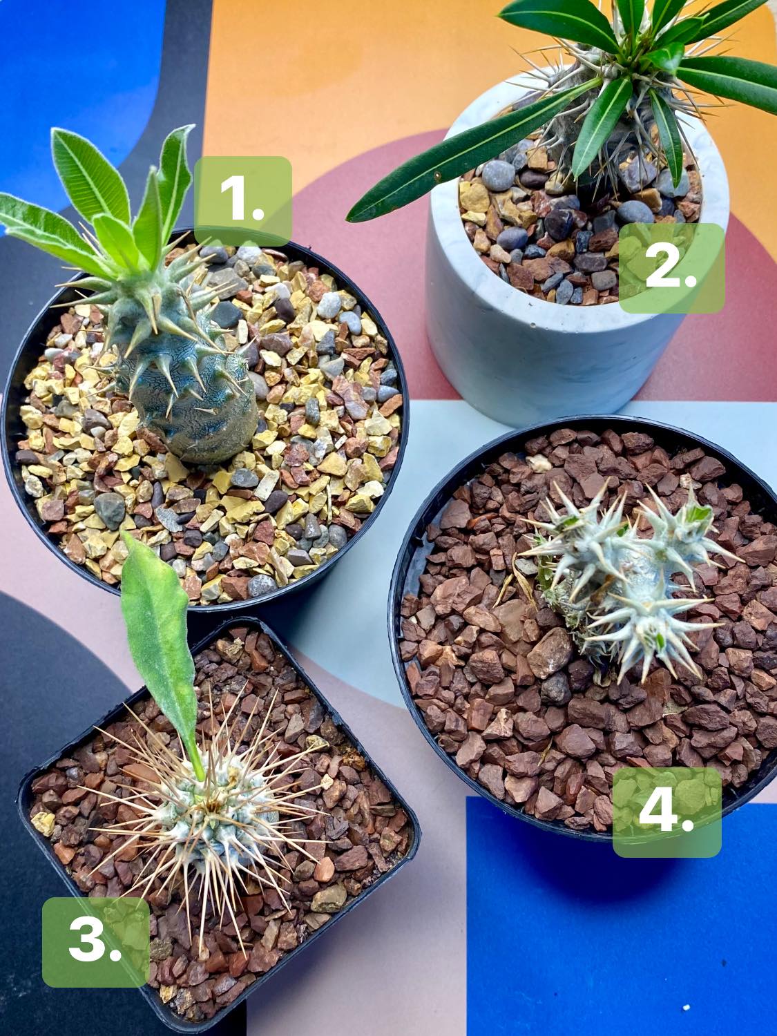 Cactus DNA | Néa Artáki