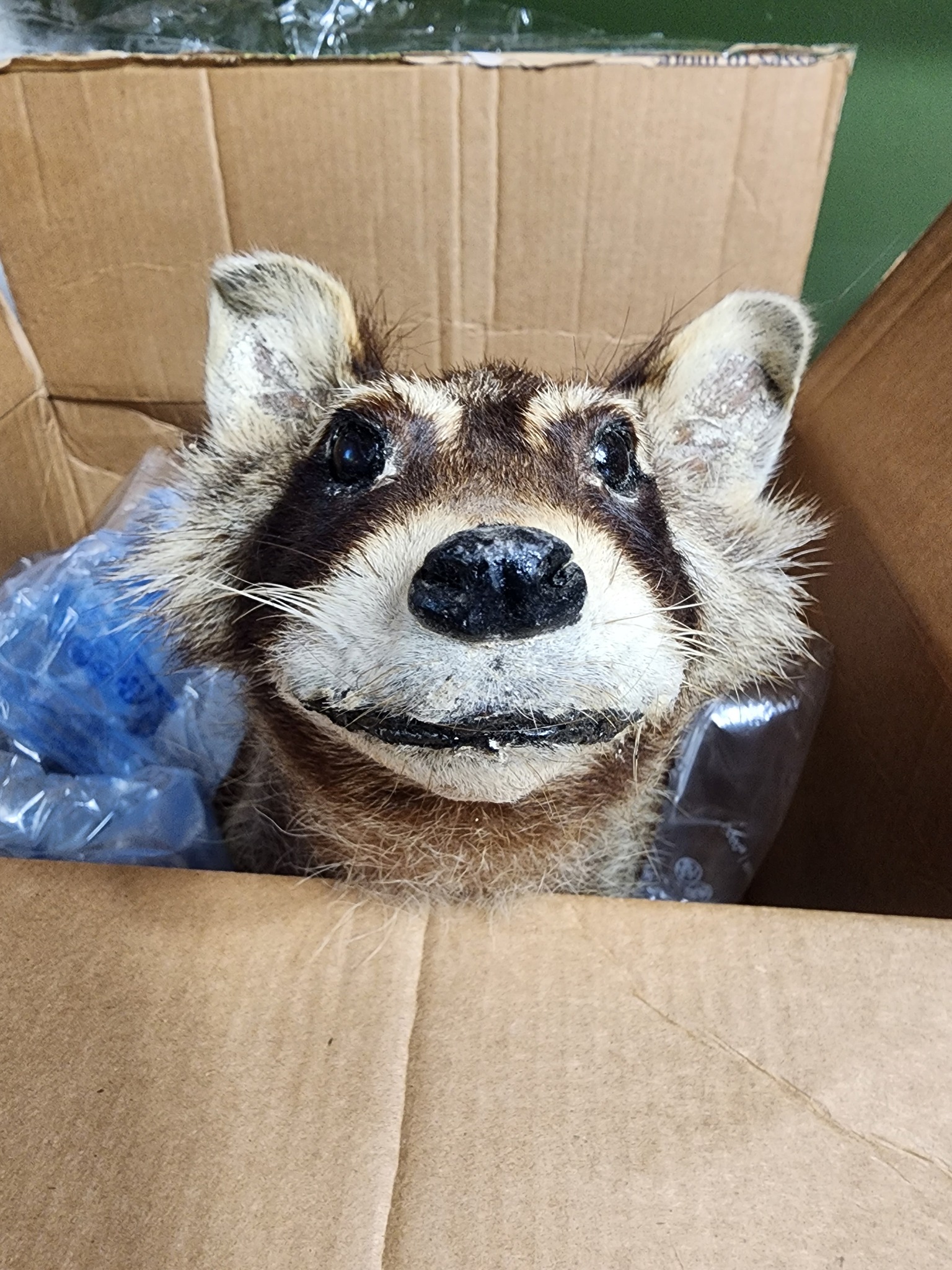 Carl the Bad Taxidermy Raccoon