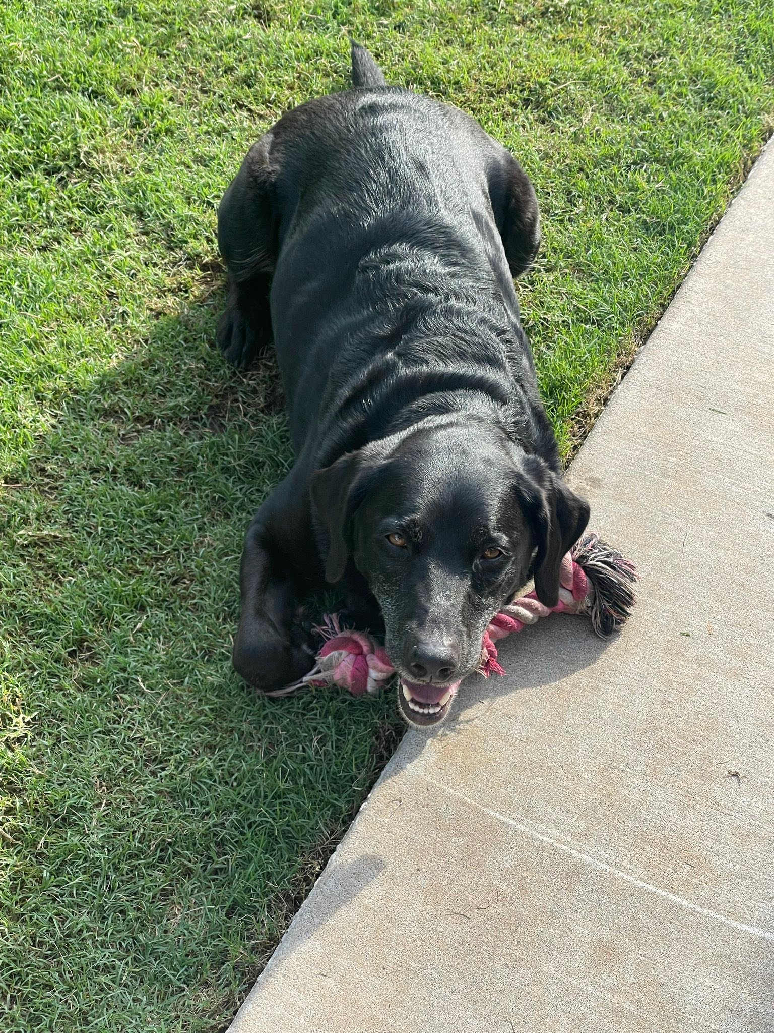 Heartland Lab Rescue | Oklahoma City OK