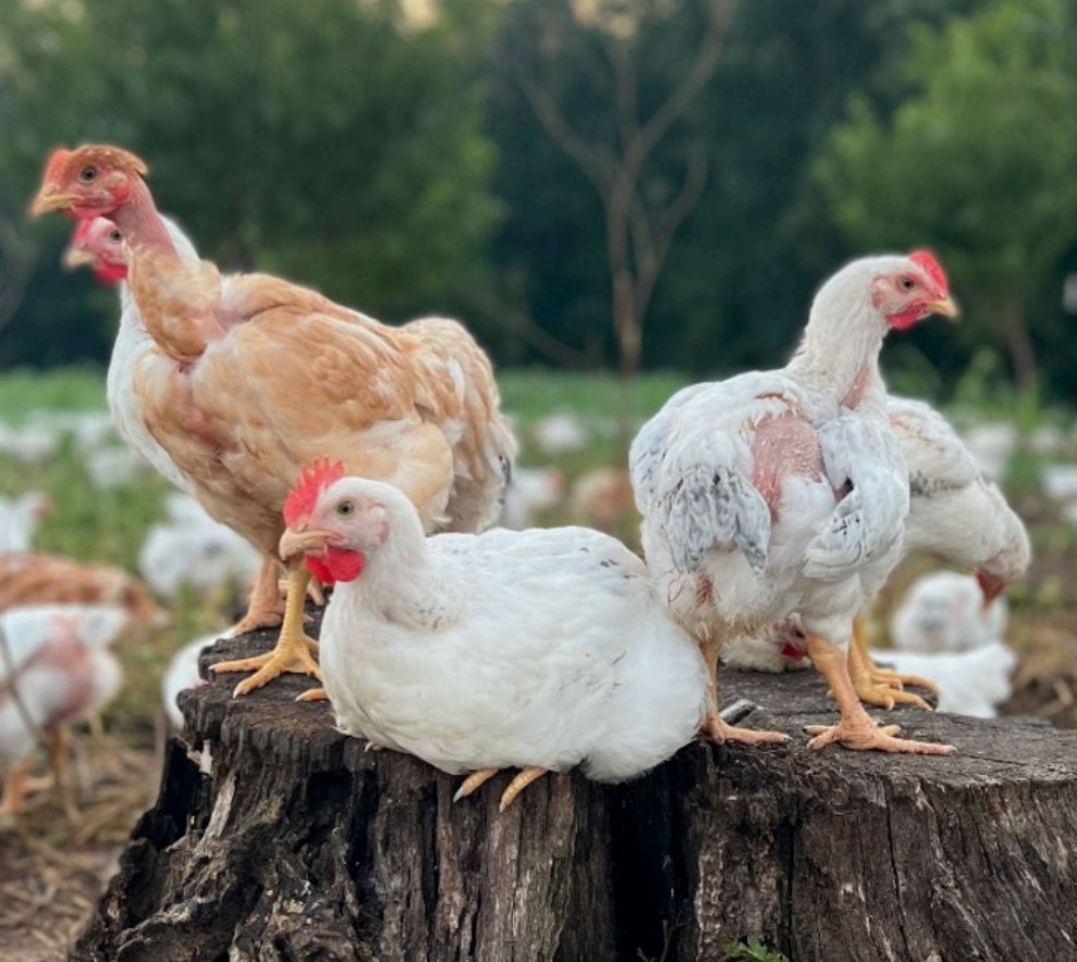Picture of Metzer - Have you heard about our Pioneer Chicken? At Metzer Farms, we ...