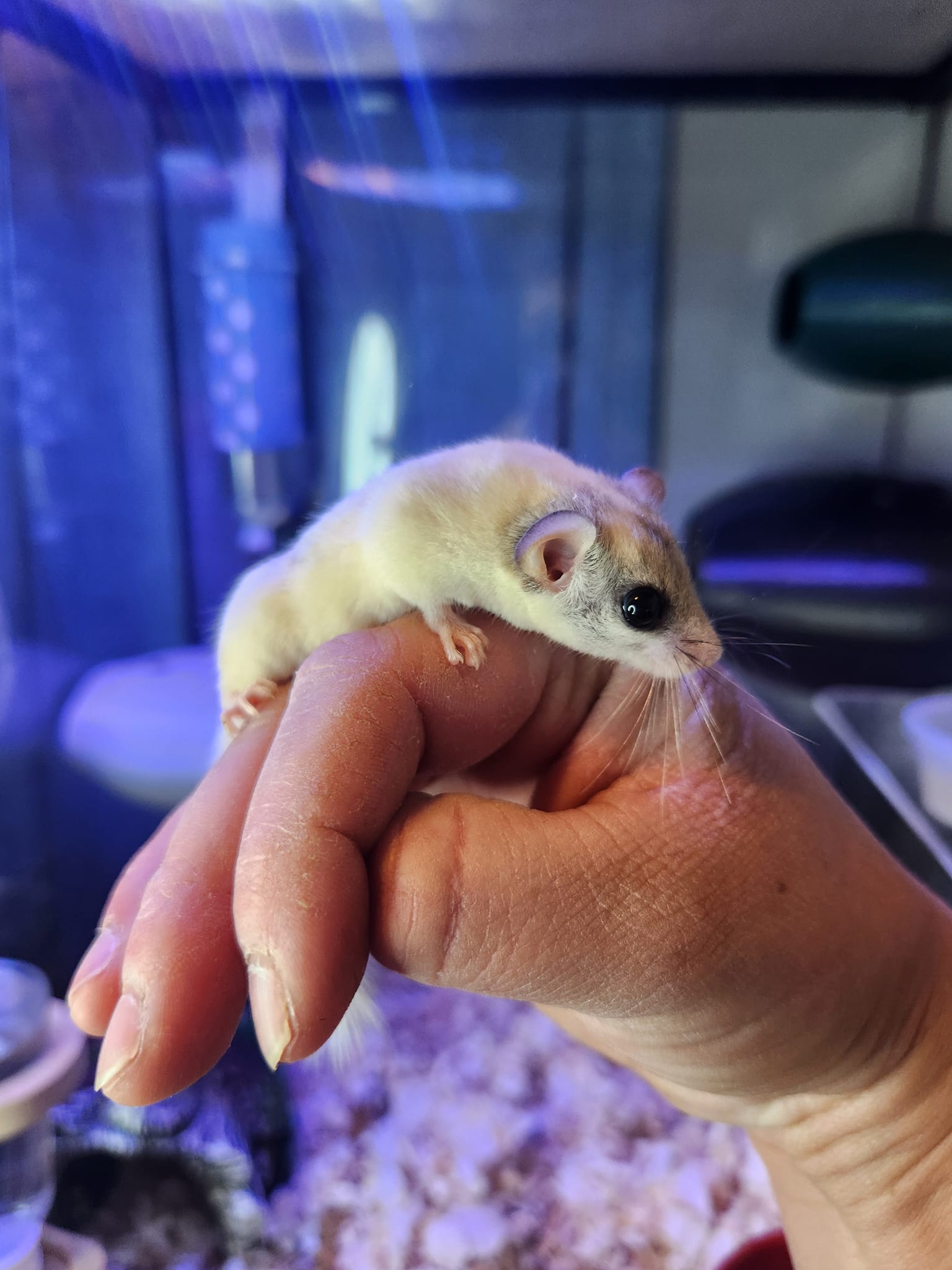 Oh Rats Rattery