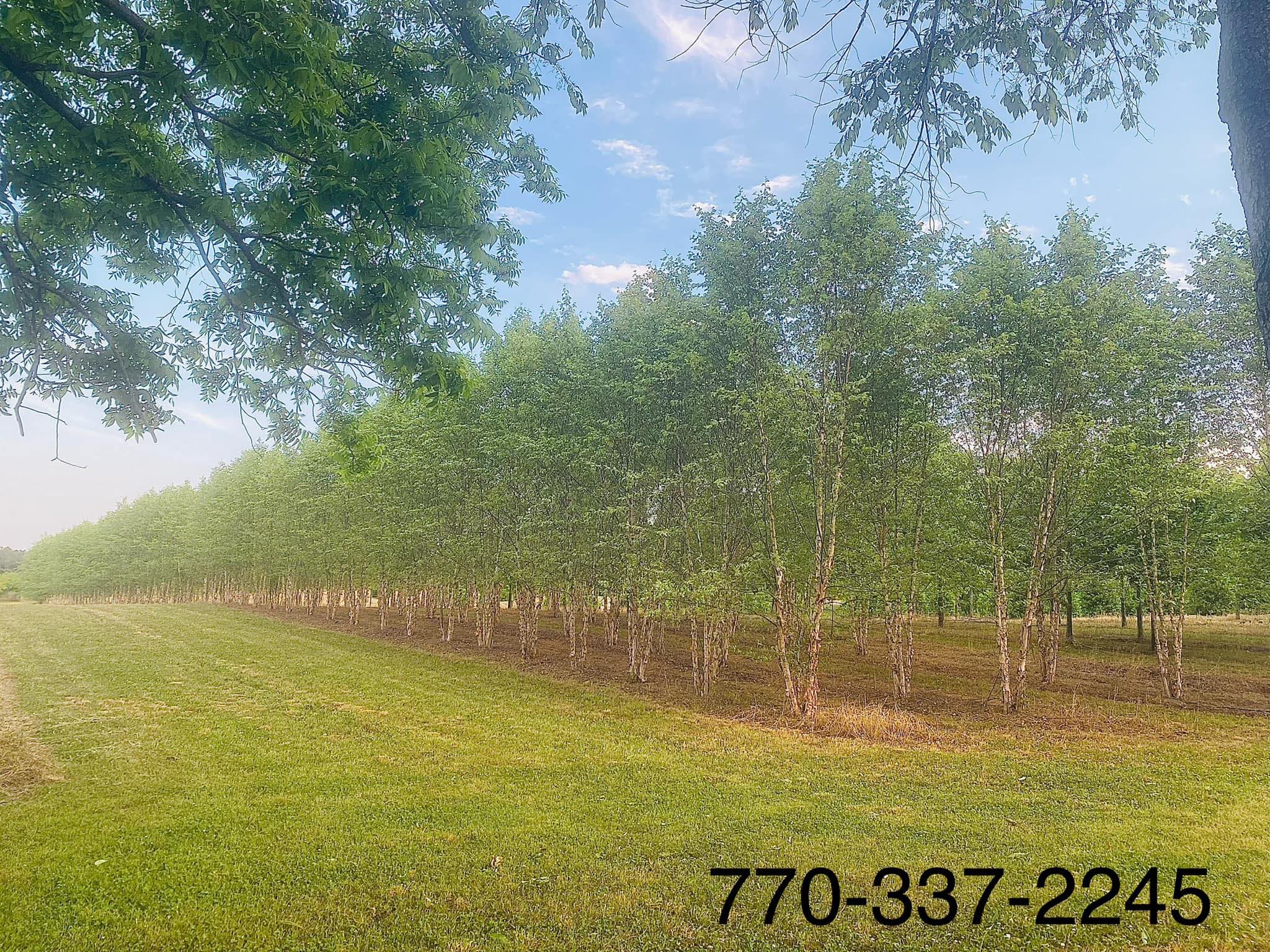 White Oak Tree Farm | Social Circle GA