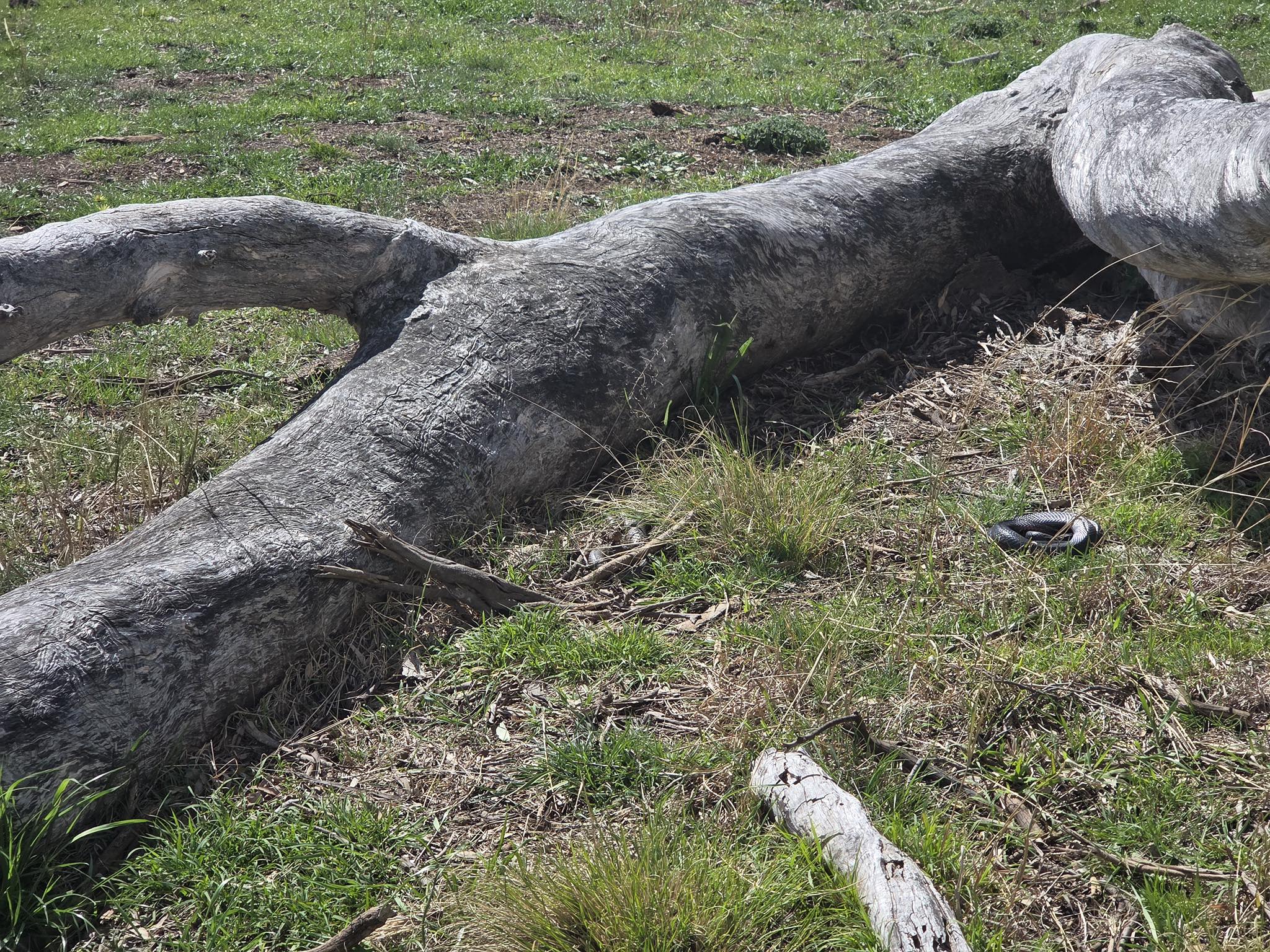 Snake Concealment Ideas Reference: Canberra Cool Shot From Hannah Today Showing How Snakes Can