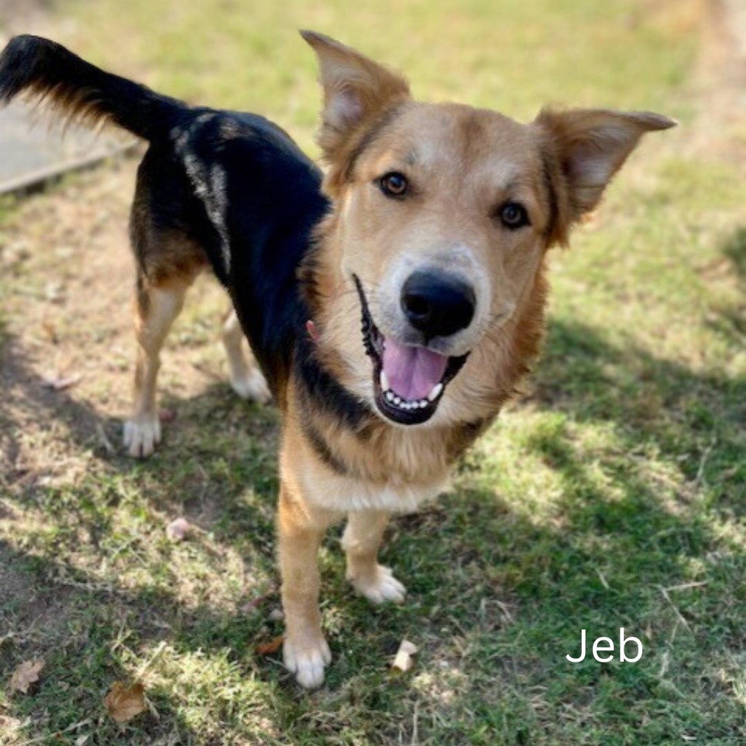 Humane - 🐾 Meet Jeb 🐾 Jeb is a 1½-year-old Shepherd mix weighing 61 ...