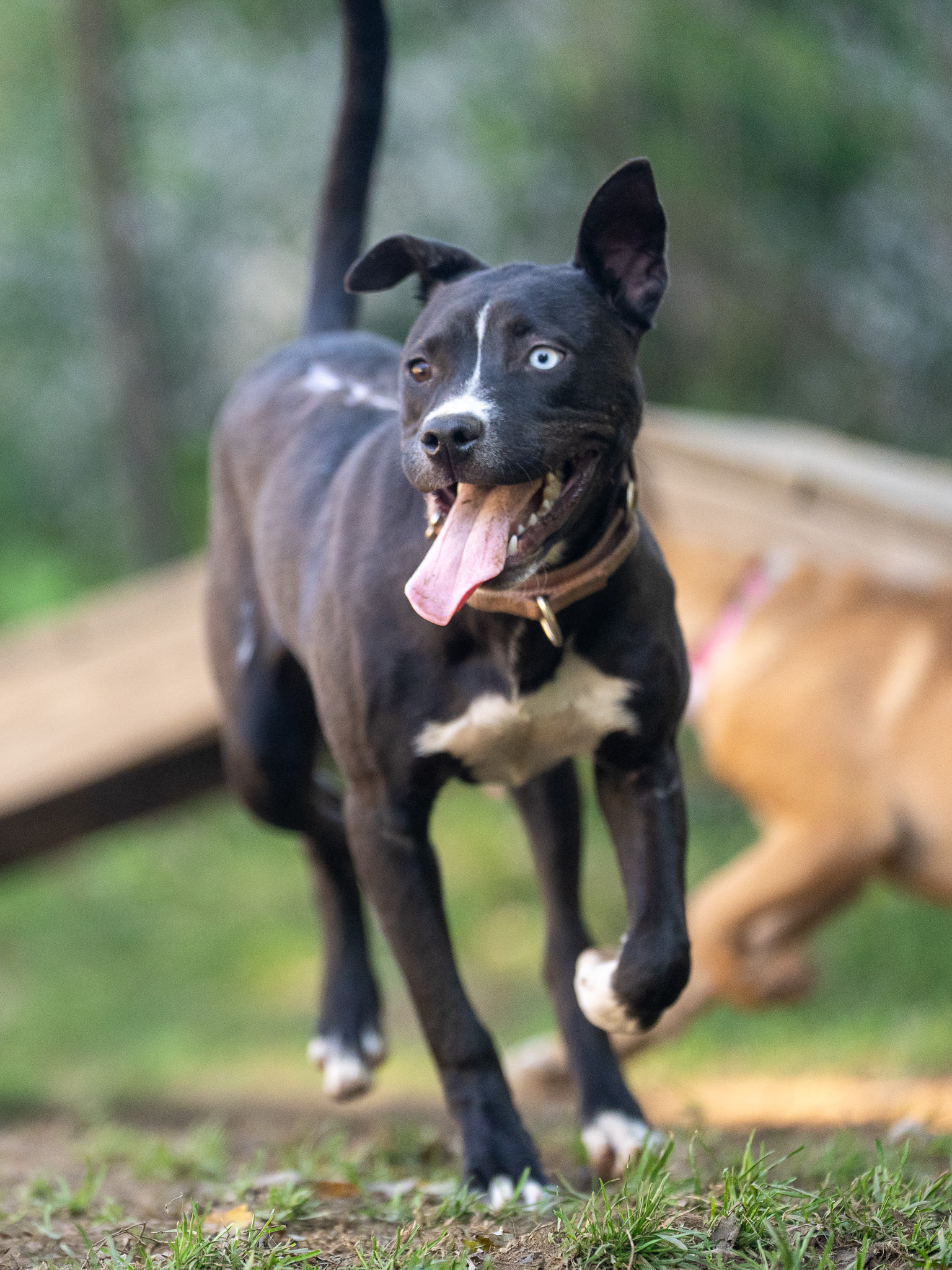 Dog Adoption Day at Fishkill Farms