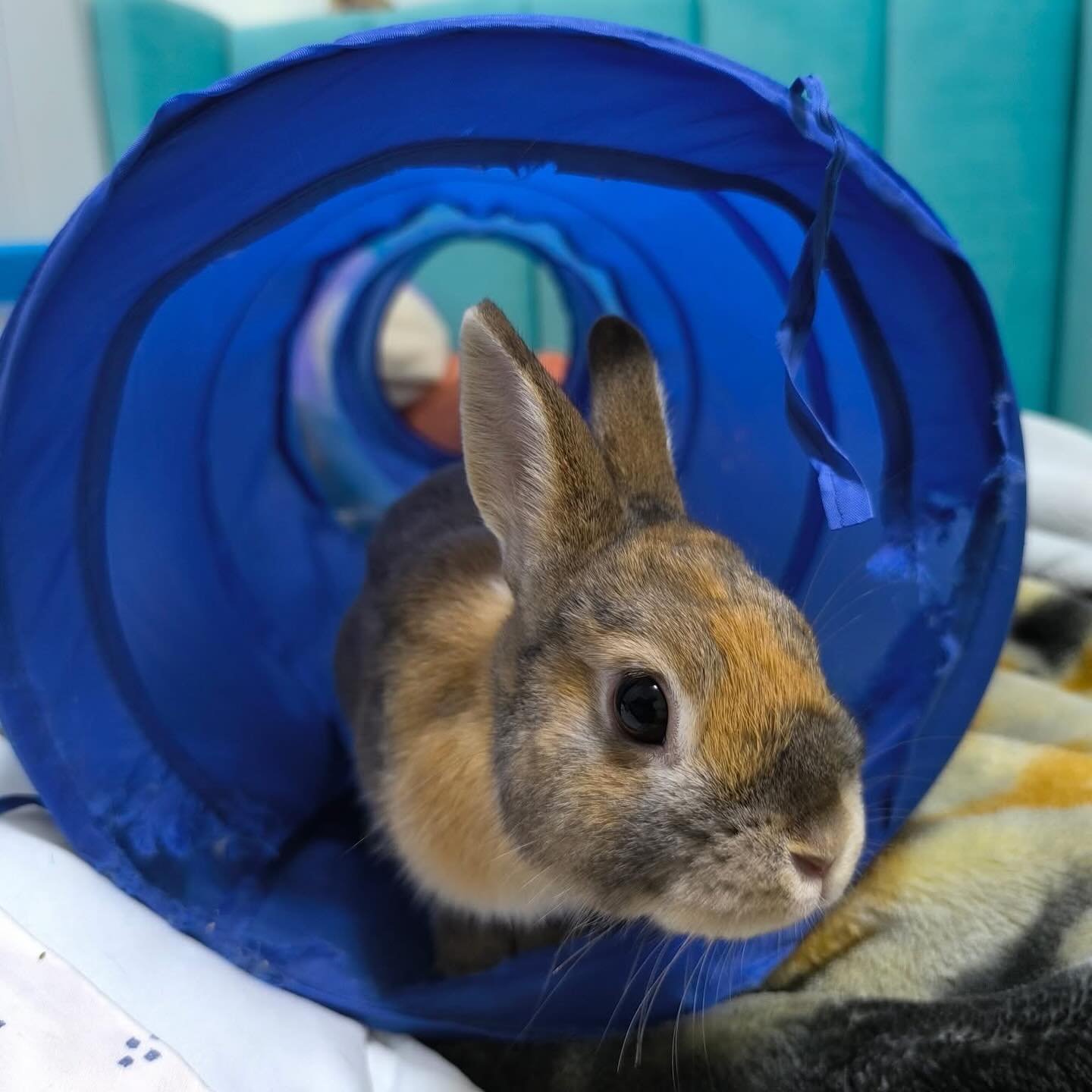 🐰 Meet Peanut & Butter – up for... - The Rabbit Sanctuary | Facebook