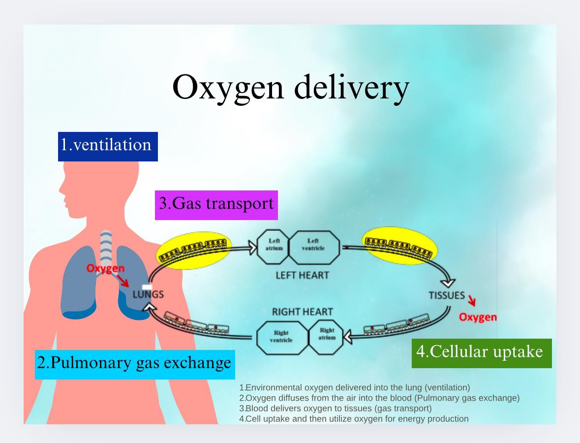 Med - กระบวนการนำส่งออกซิเจน 4 ขั้นตอน: 1. Ventilation – การหายใจเข้า ...