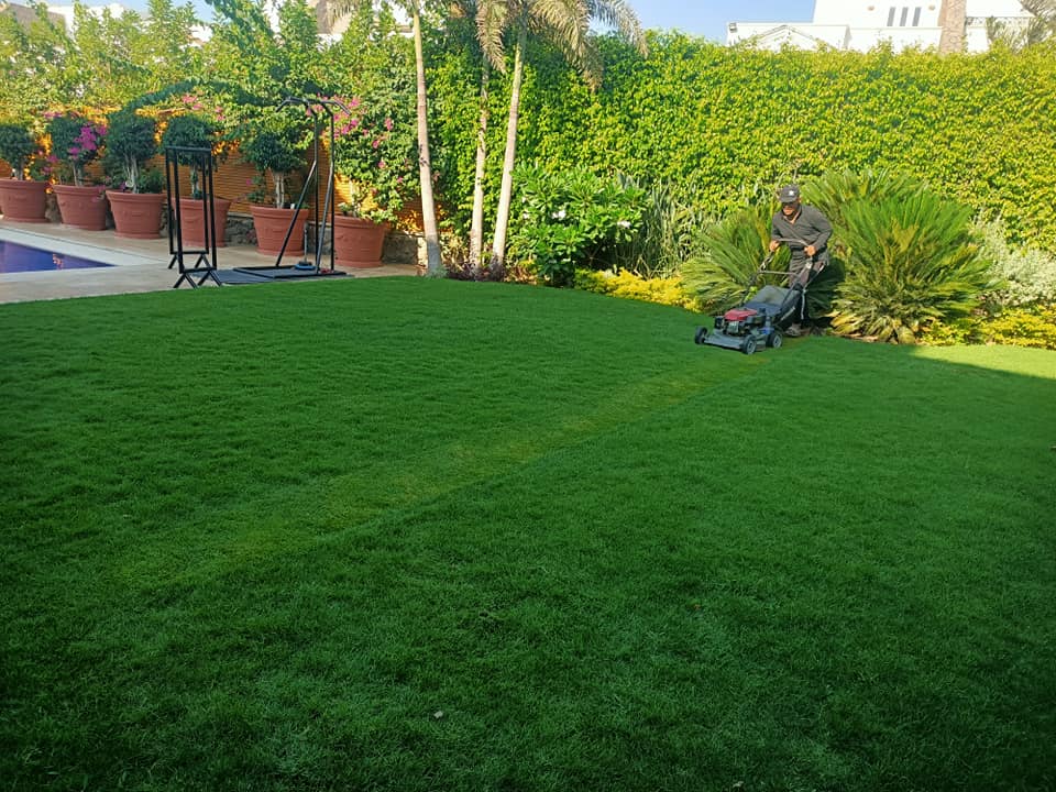ب... - شركه الامازون لاند لاعمال الاند سكيب amazon landscaping